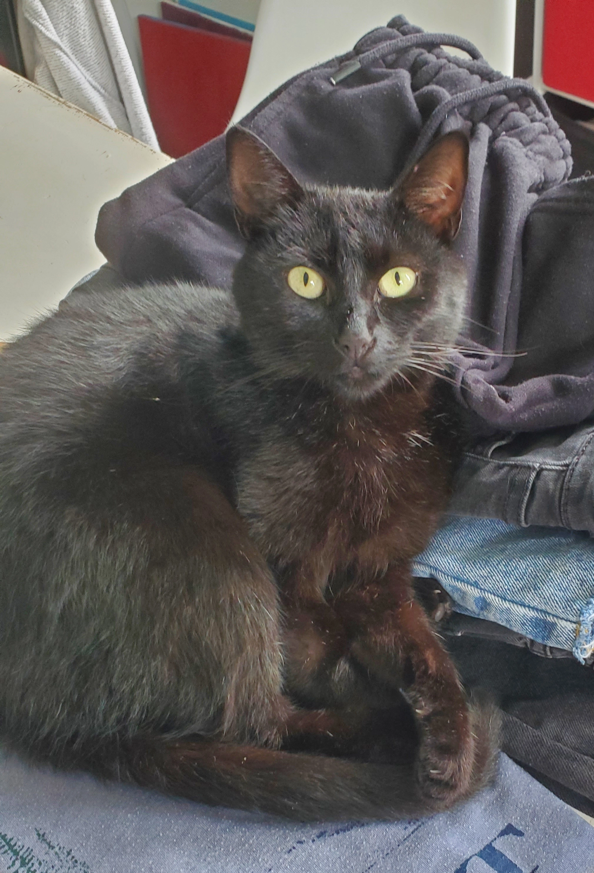 Molly - Fonds des Chênes, Namur