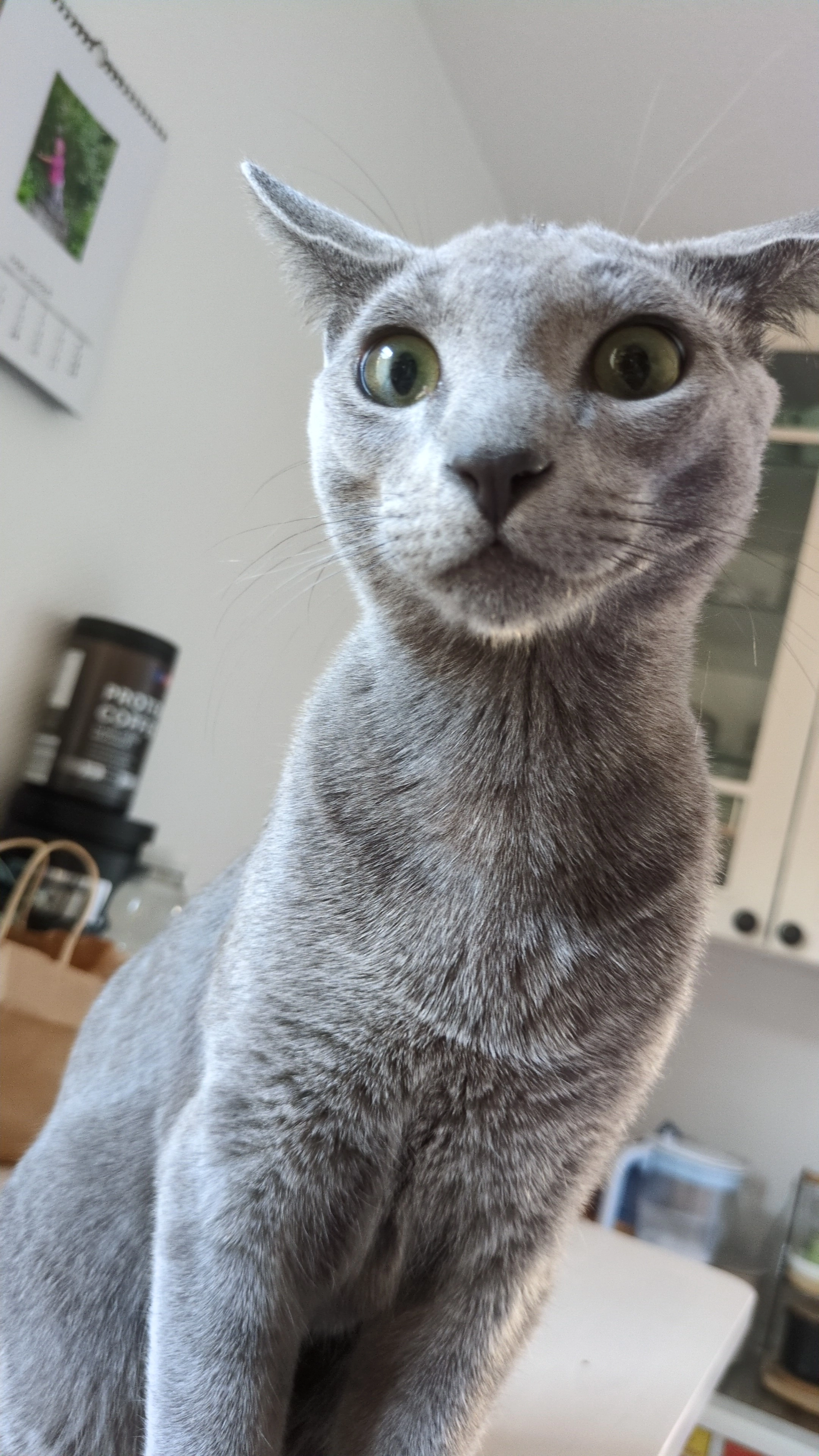 Gilbert - Röhnsgasse, Koblenz