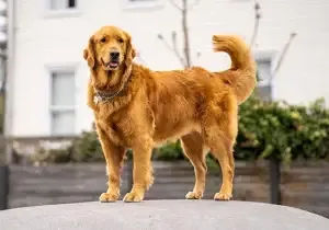 Steve - Nordstraße, Gera