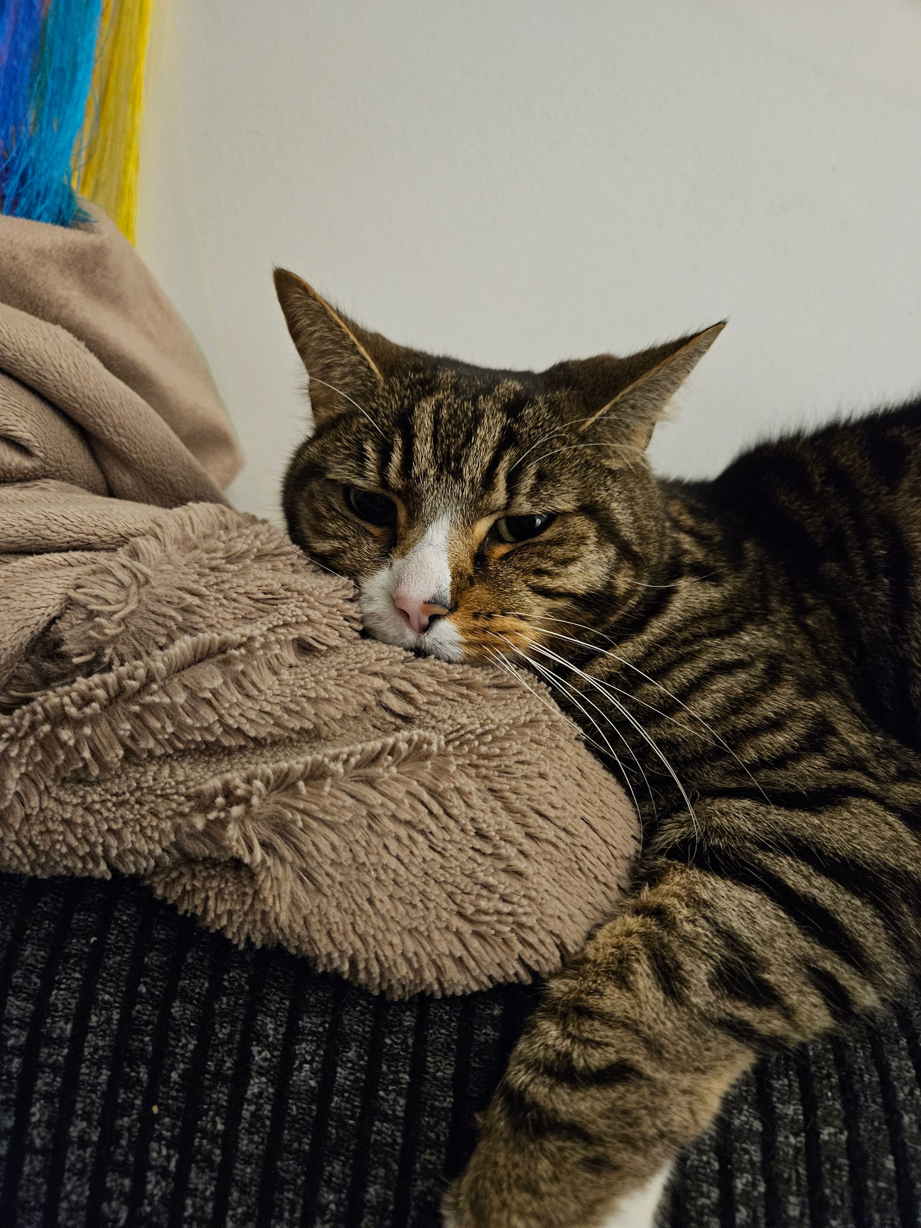 Neil - DL14 7, Bishop Auckland