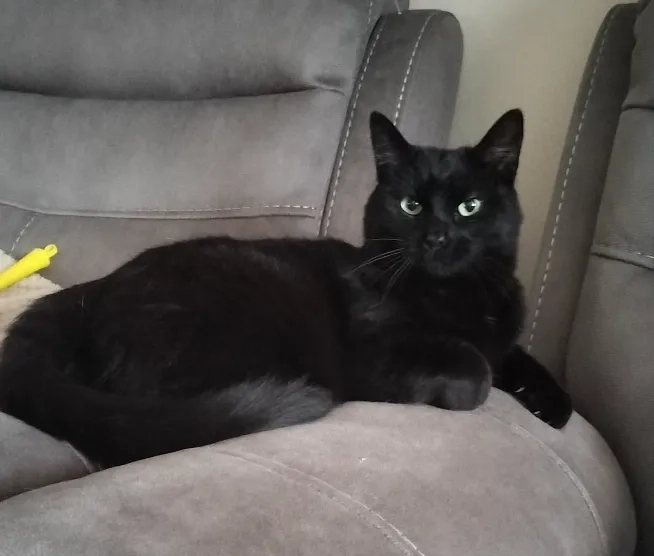 Seth - Honeyview Estate, Clonmel