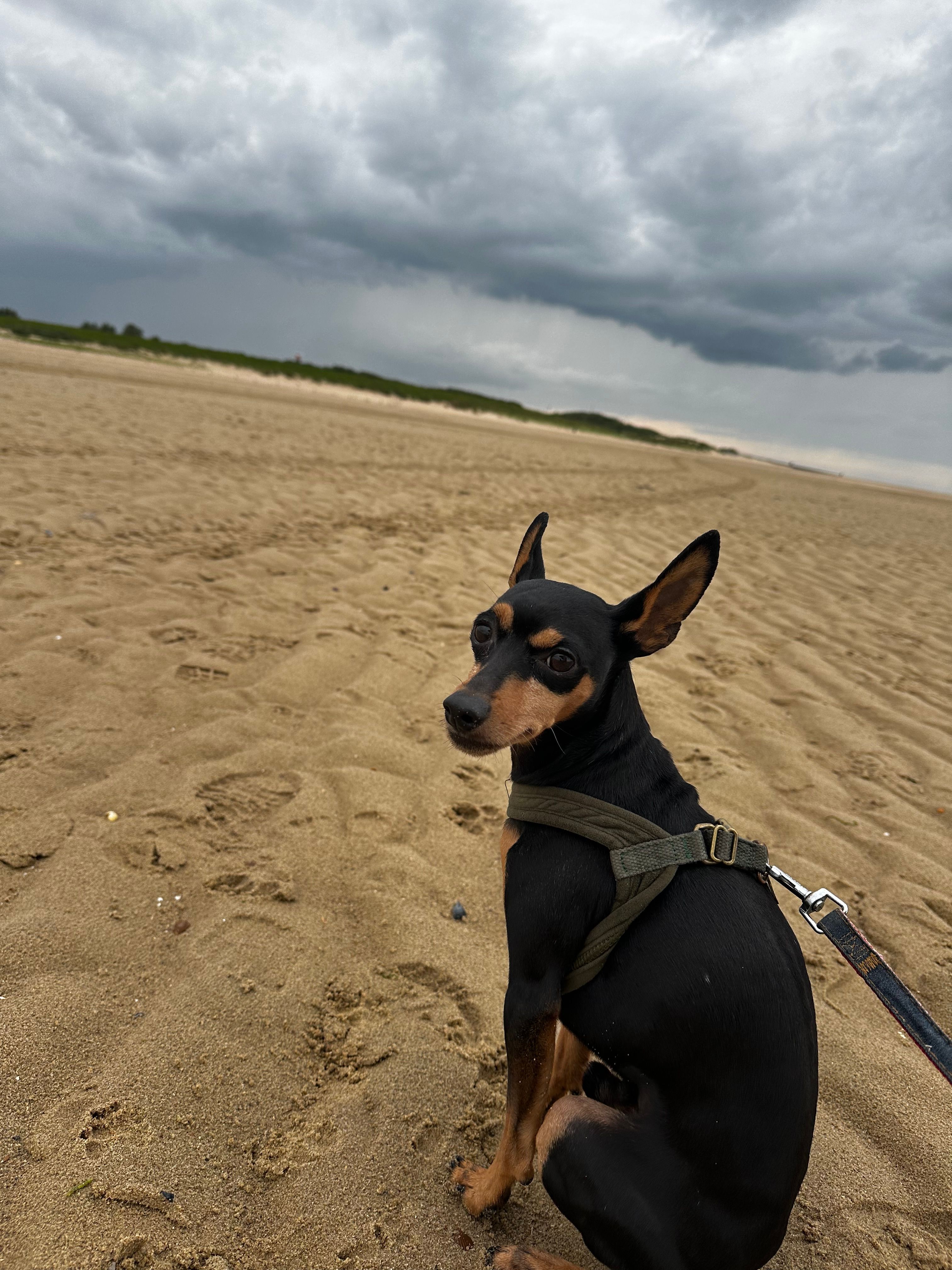 Dobby - Wilhelminastraat, Mierlo