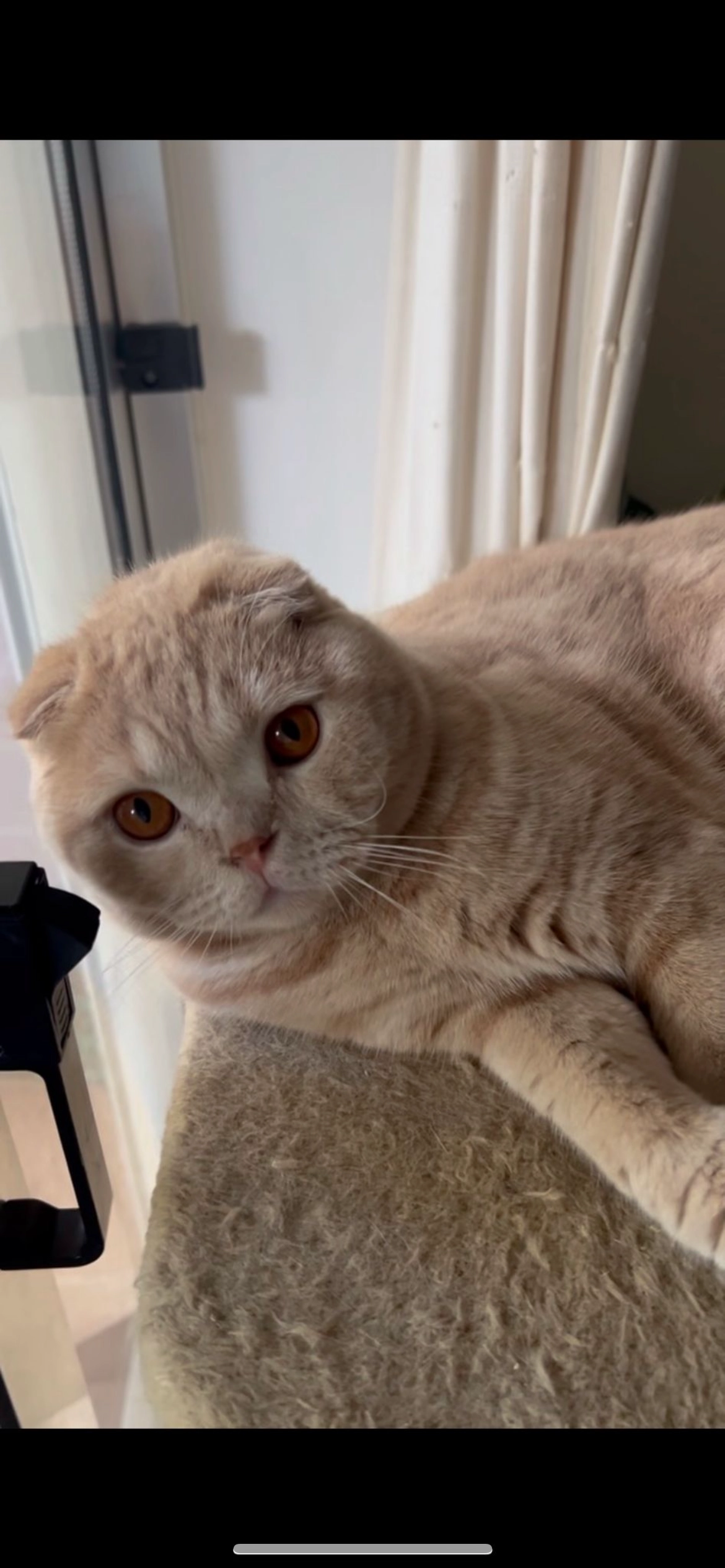 Benji - Rua dos Oceanos, Portimão