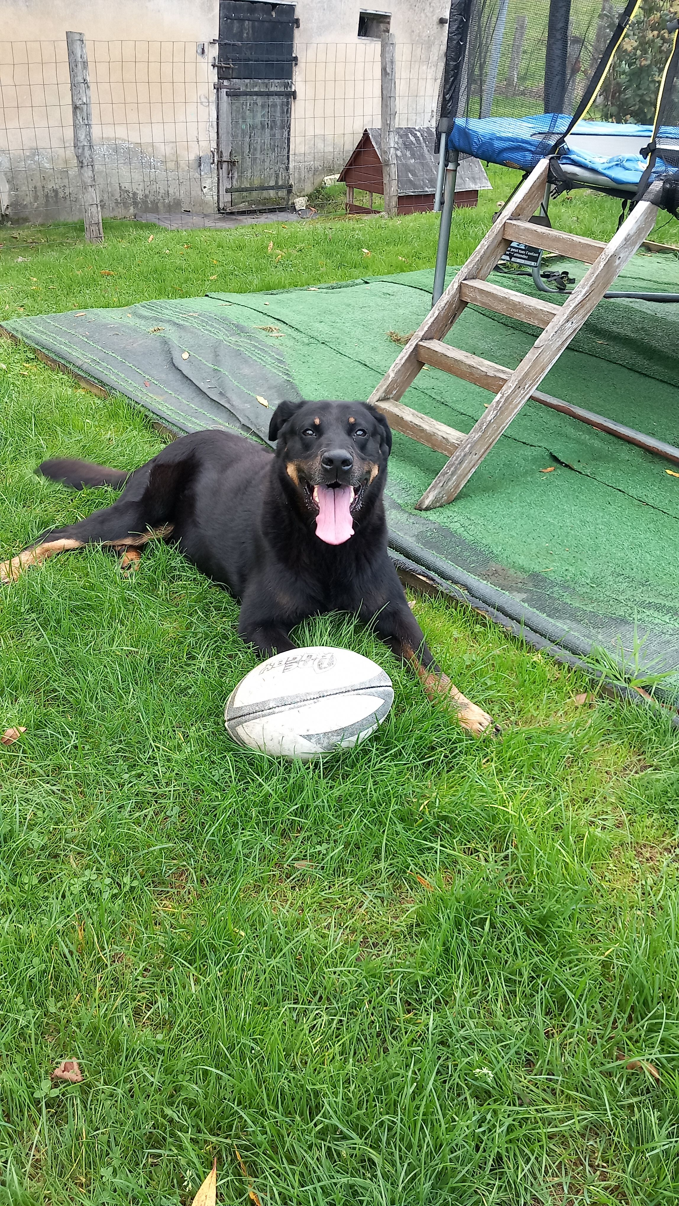 Mascottes  - La Petite Monge, La Ferté-Bernard