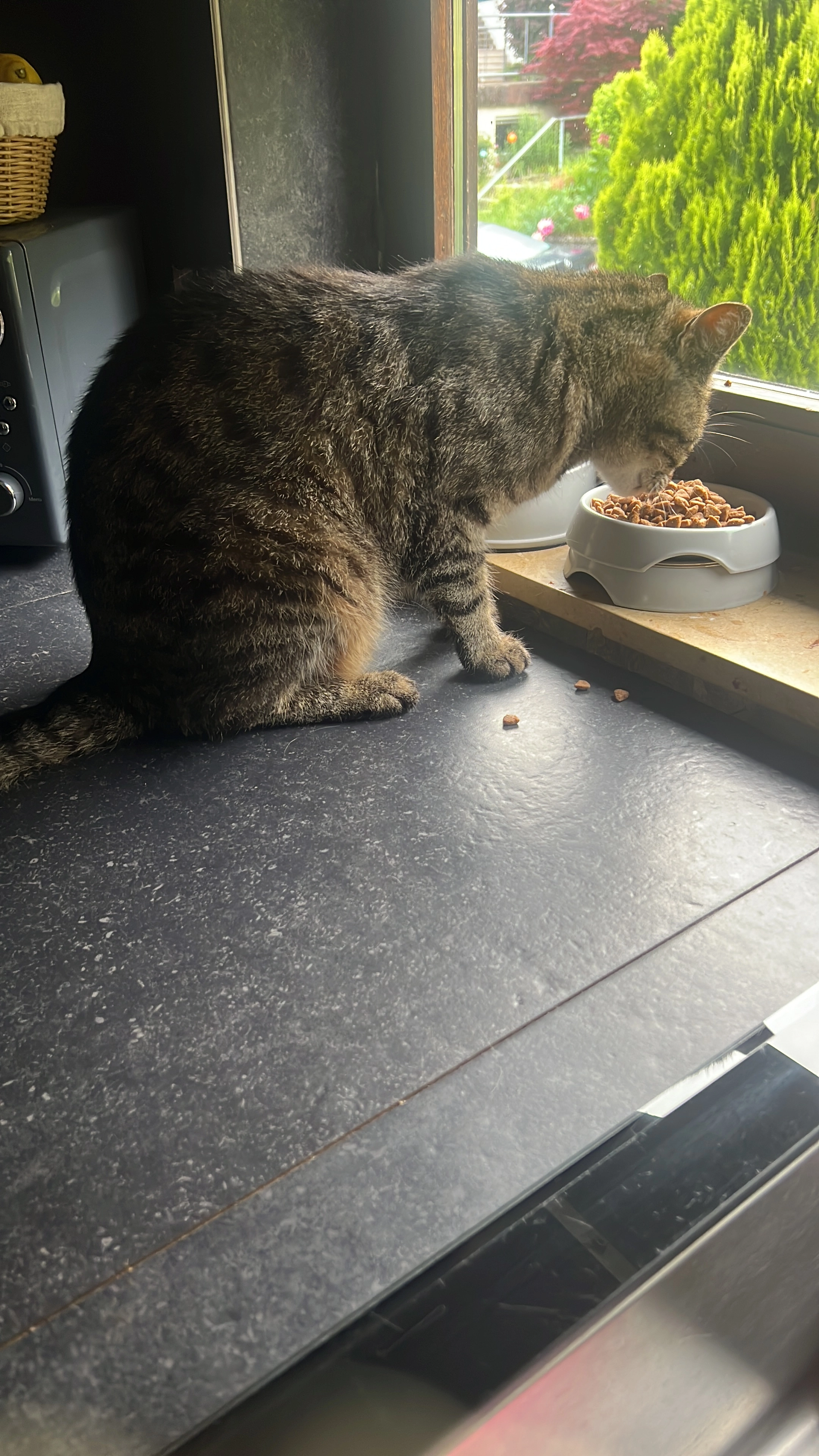 Simba - An Der Buchhalde, Haigerloch