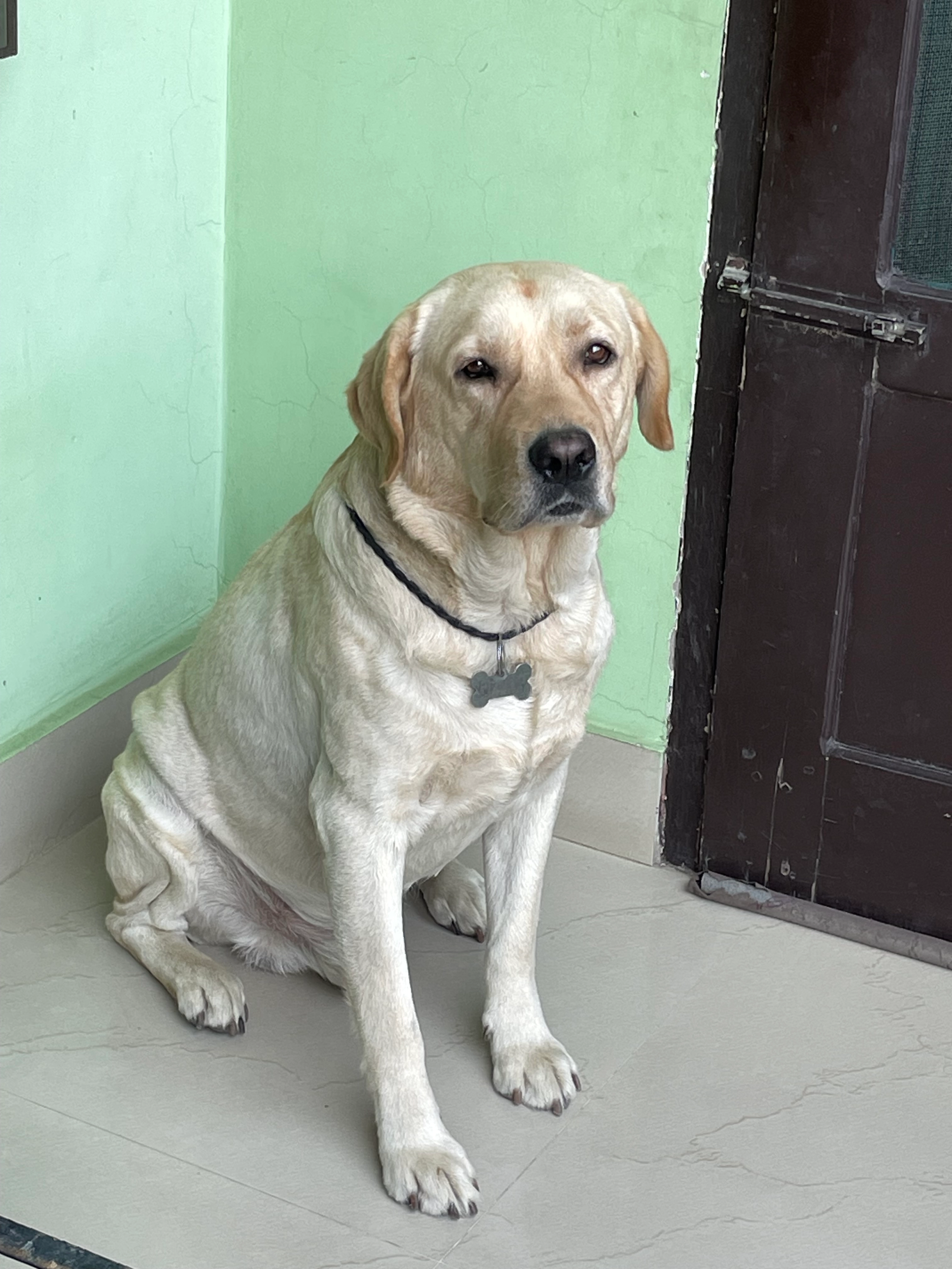 Rocky - Shyam Colony, jhansa road, Thanesar