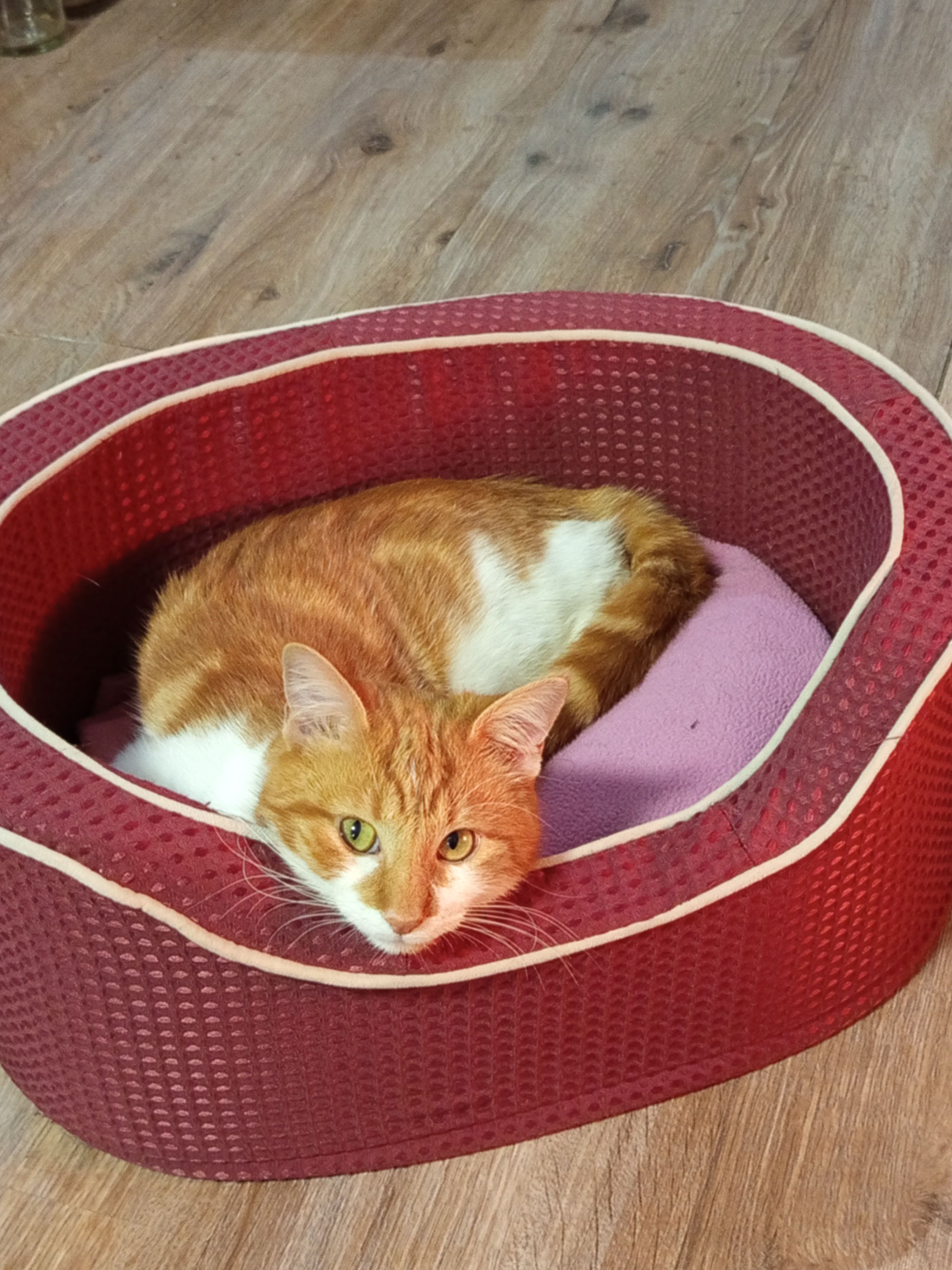 Caramel  - Impasse Des Courbiers, Nîmes