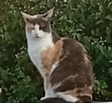 Samba - Rue des Quatre Vents, Quiberon