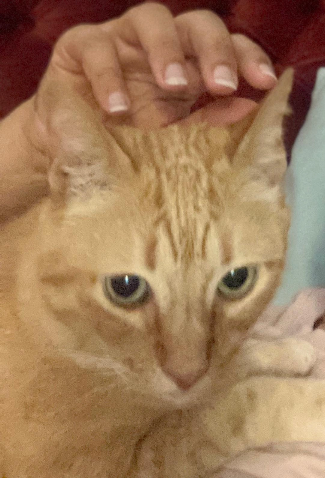 Surya  - Avenida Alfredo Da Silva, Barreiro