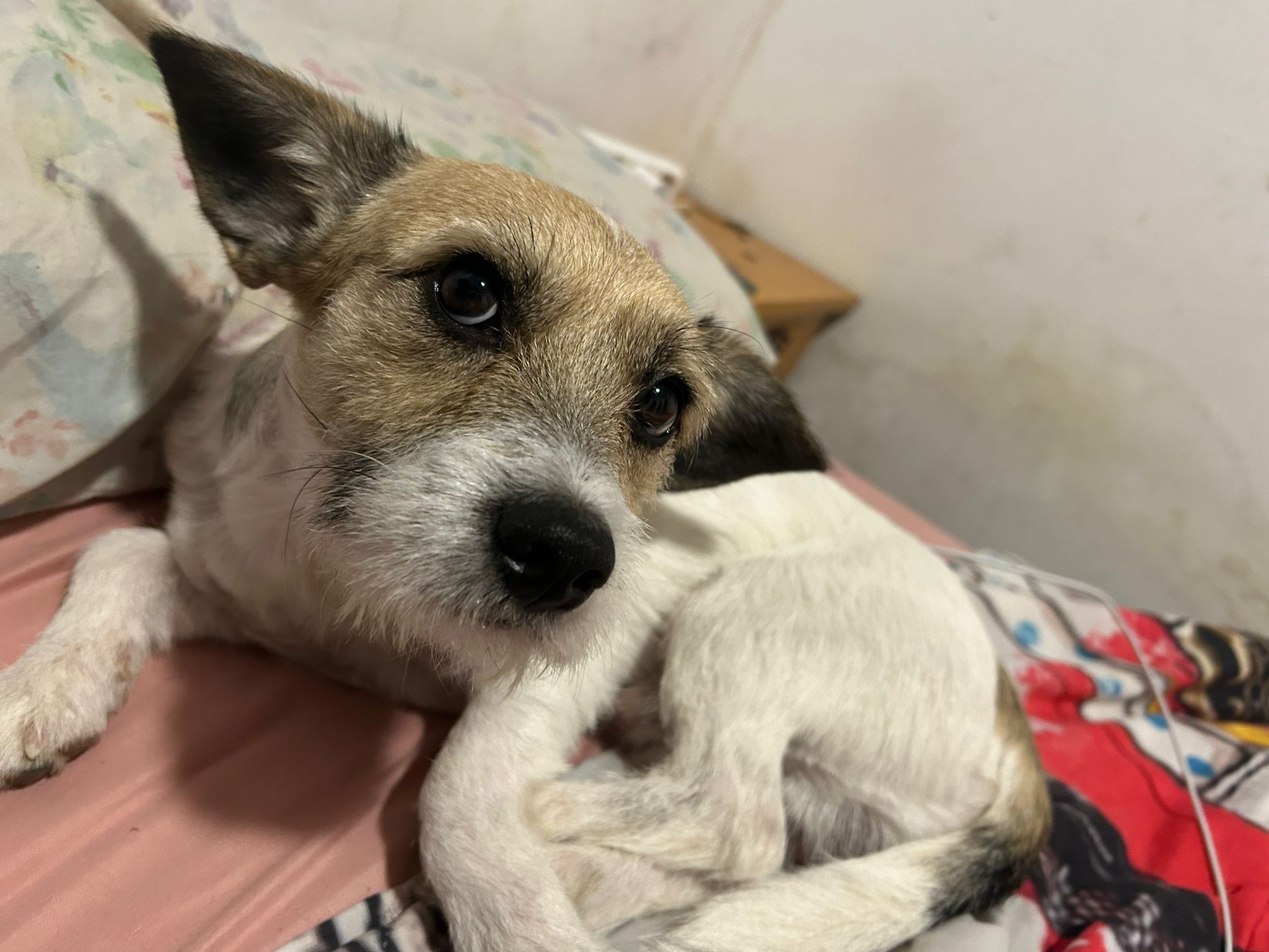 Yogui - Diseminado Tercia, Lorca