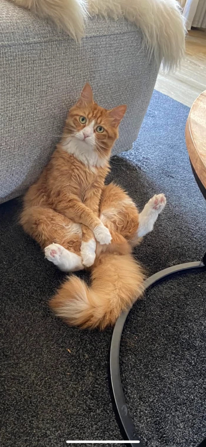 Yoeri - Nieuwstraat, Hasselt