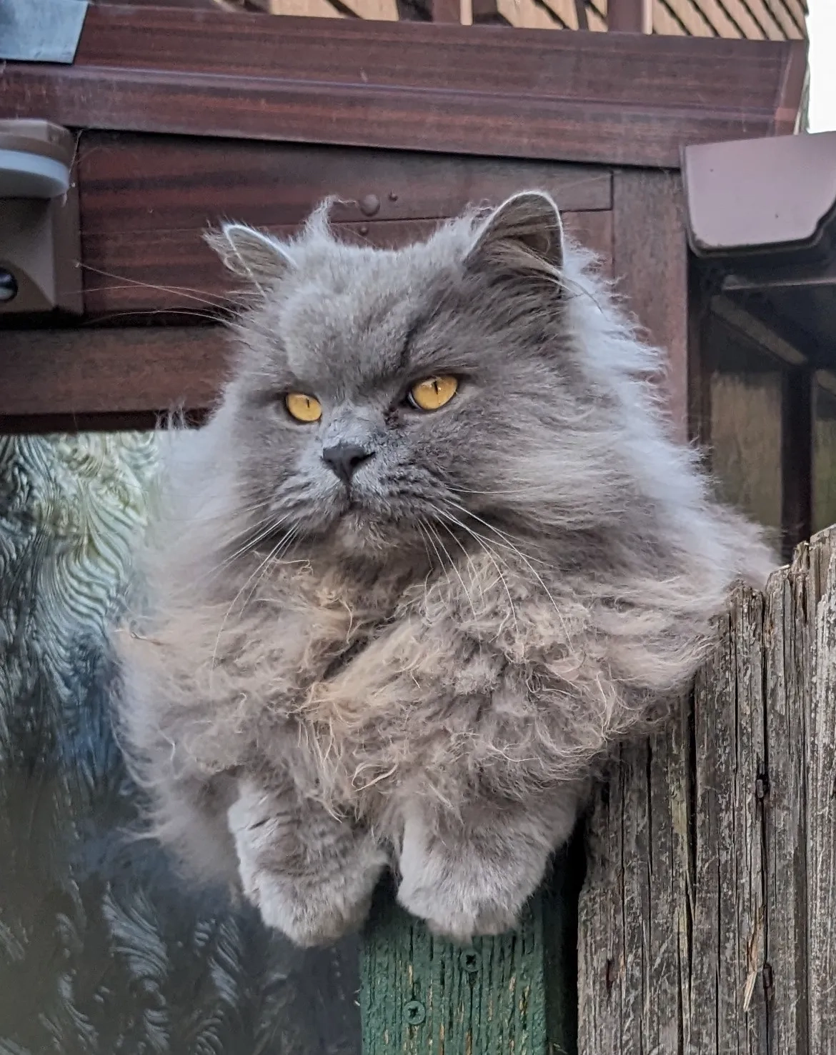 Ronnie - Parade Bank, Northampton