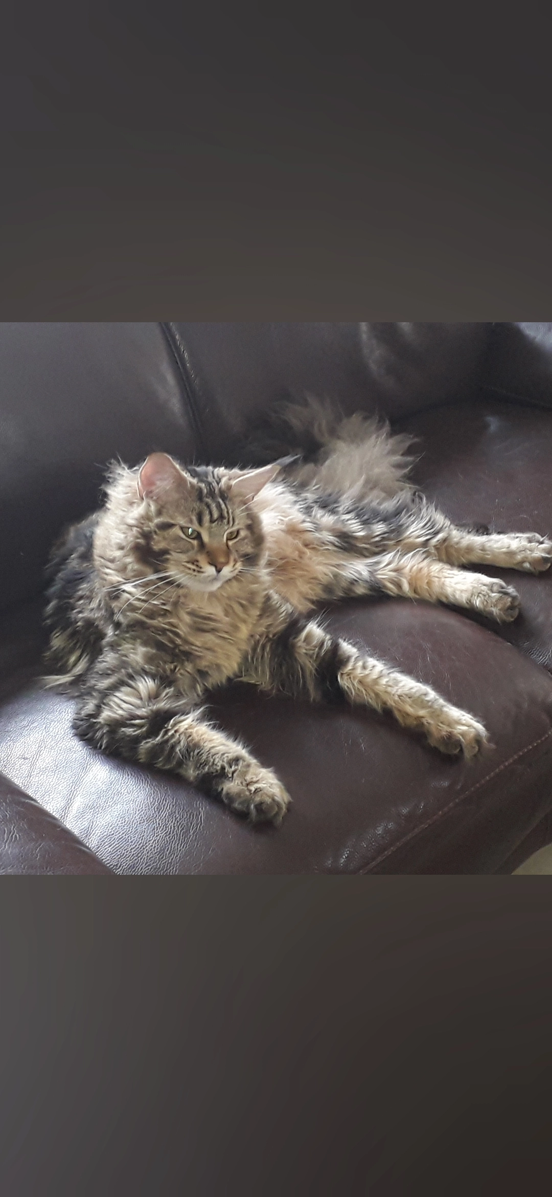 Riplay - Rue François Sarre, Panazol