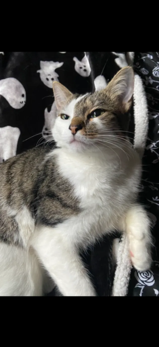 Burt/Bertie - Elmslac Road, York