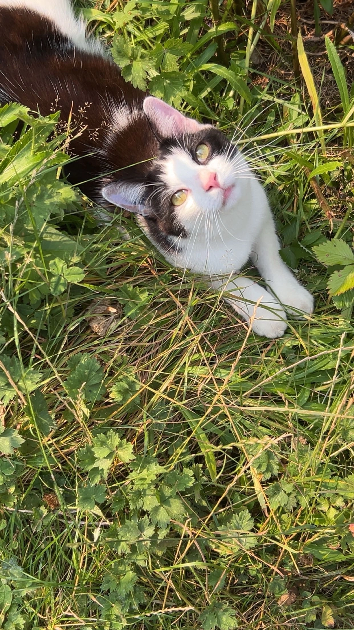 Yoné - Sur les Barats, Chamonix-Mont-Blanc