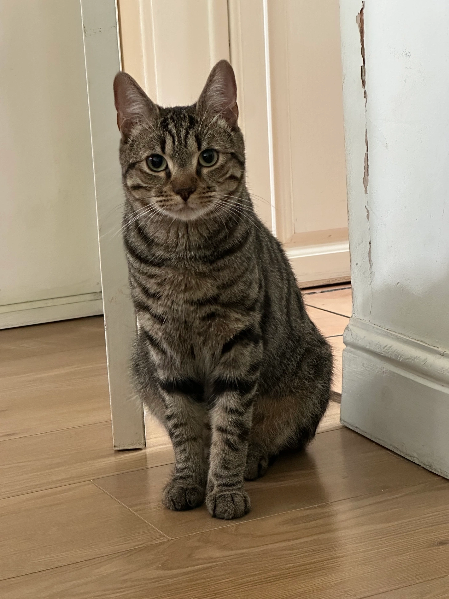 Banjo - Oaklands Avenue, London