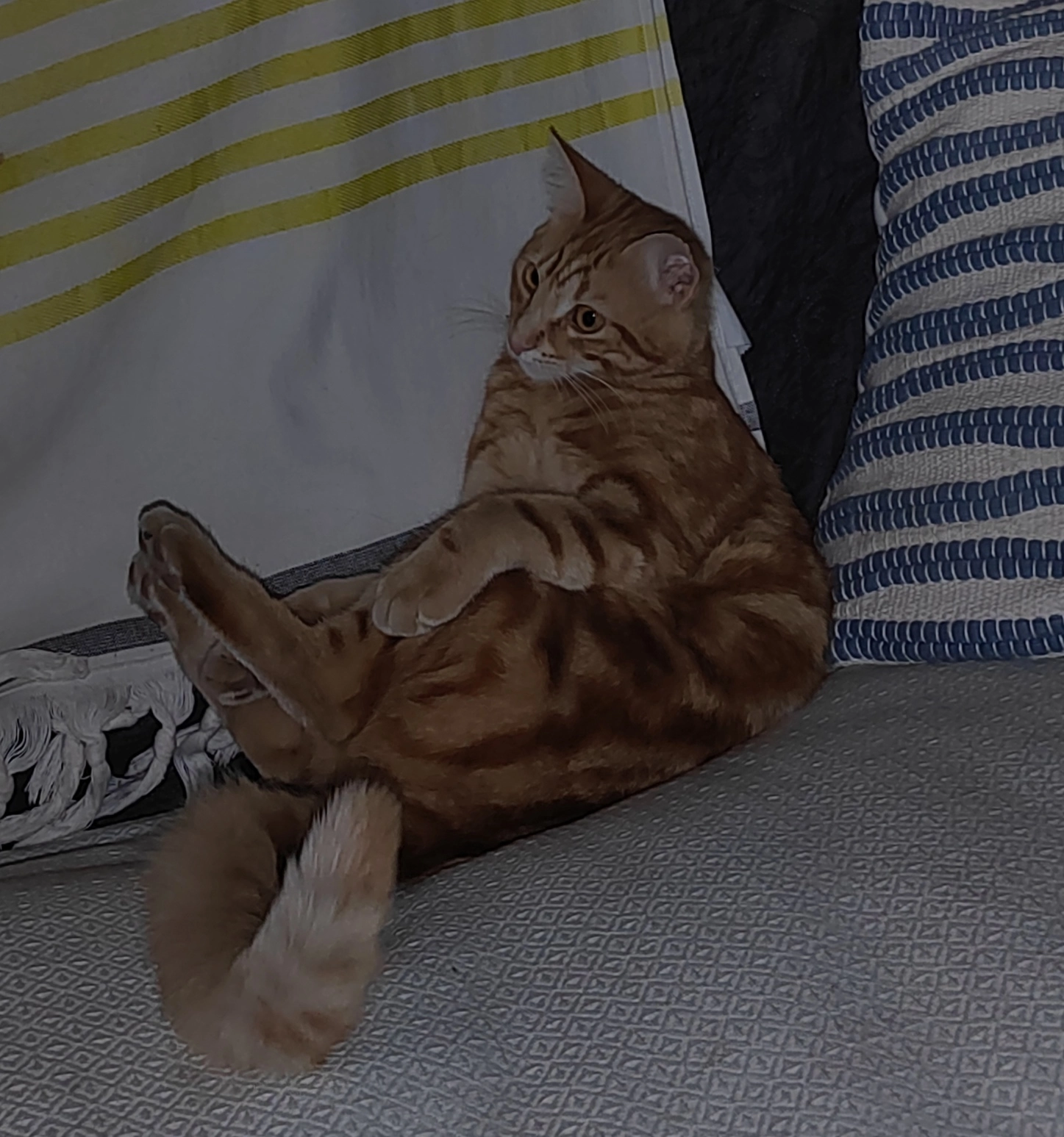 Foxy - Chemin de Bel-Air, Vaux-sur-Mer