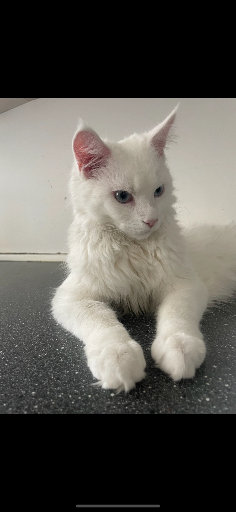 Leo - Vesterbrogade, Copenhagen