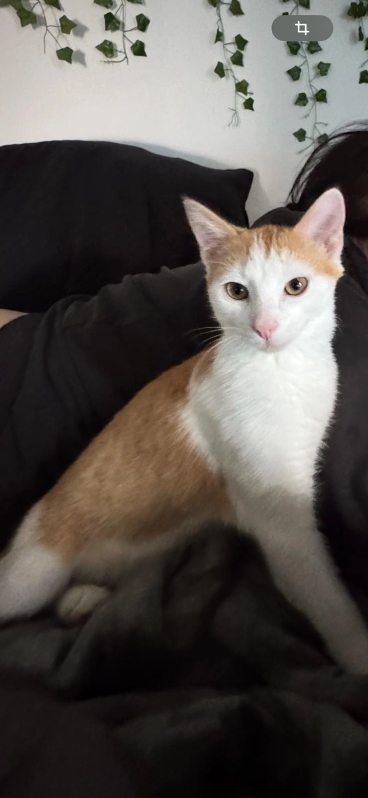 Carlito  - Obermauk, Georgensgmünd