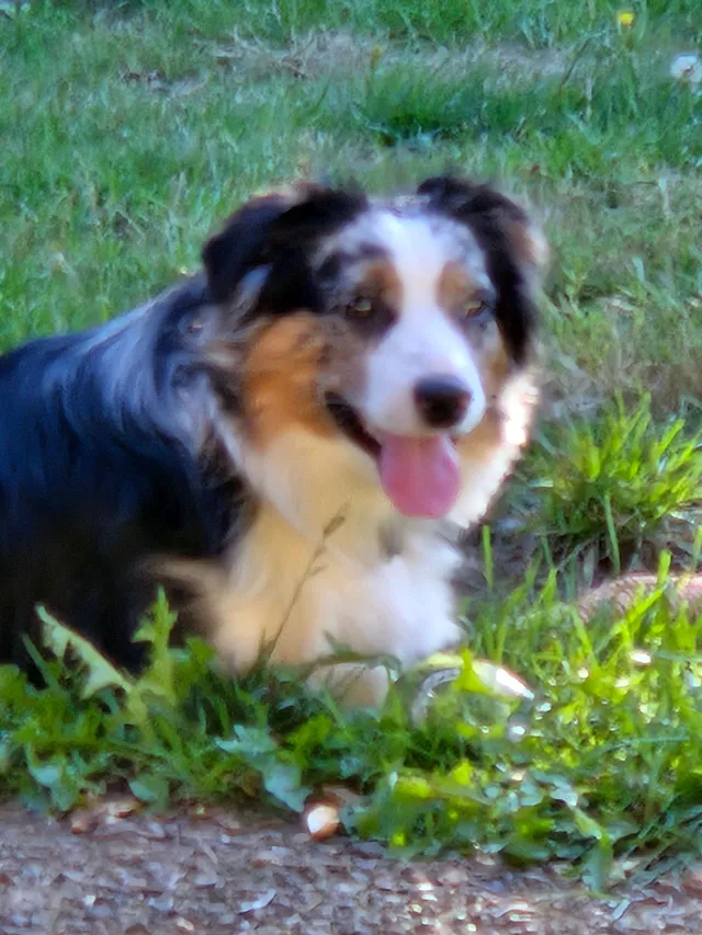 Charlie - Southwest Willowbrook Drive, Gresham