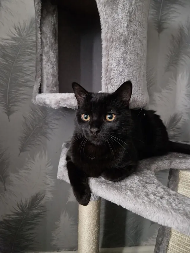 Coco - Sicey Avenue, Sheffield