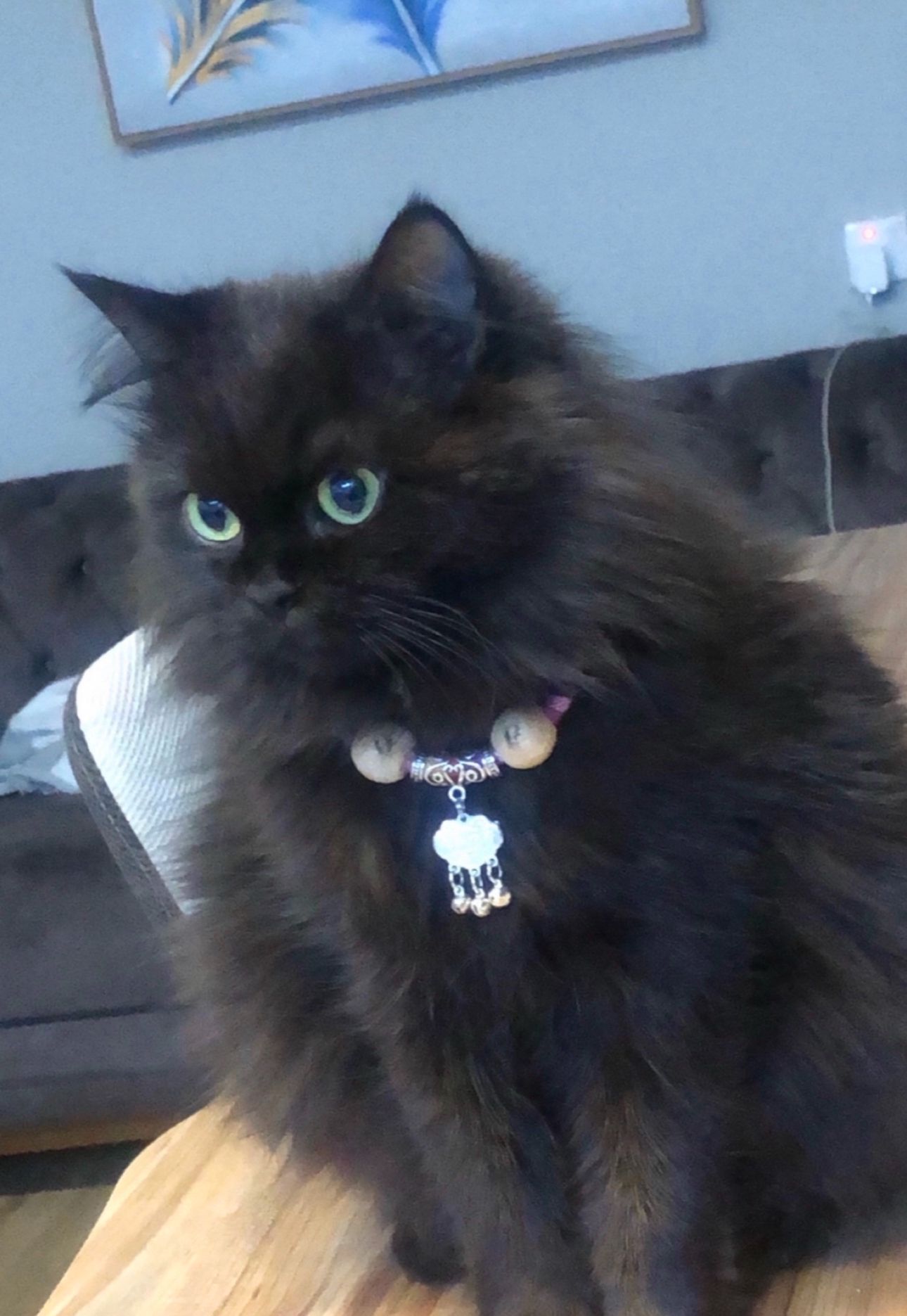 Mew mew - Komari - 230 iskan, Erbil