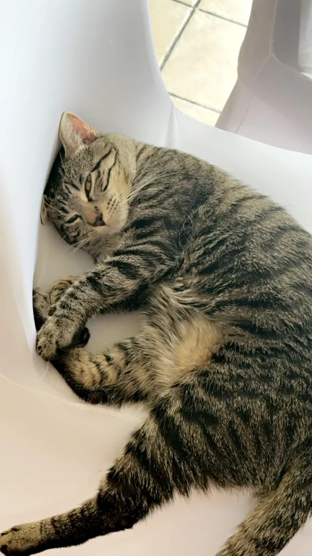 Simba - 115 Rosewood Dr, Streamwood