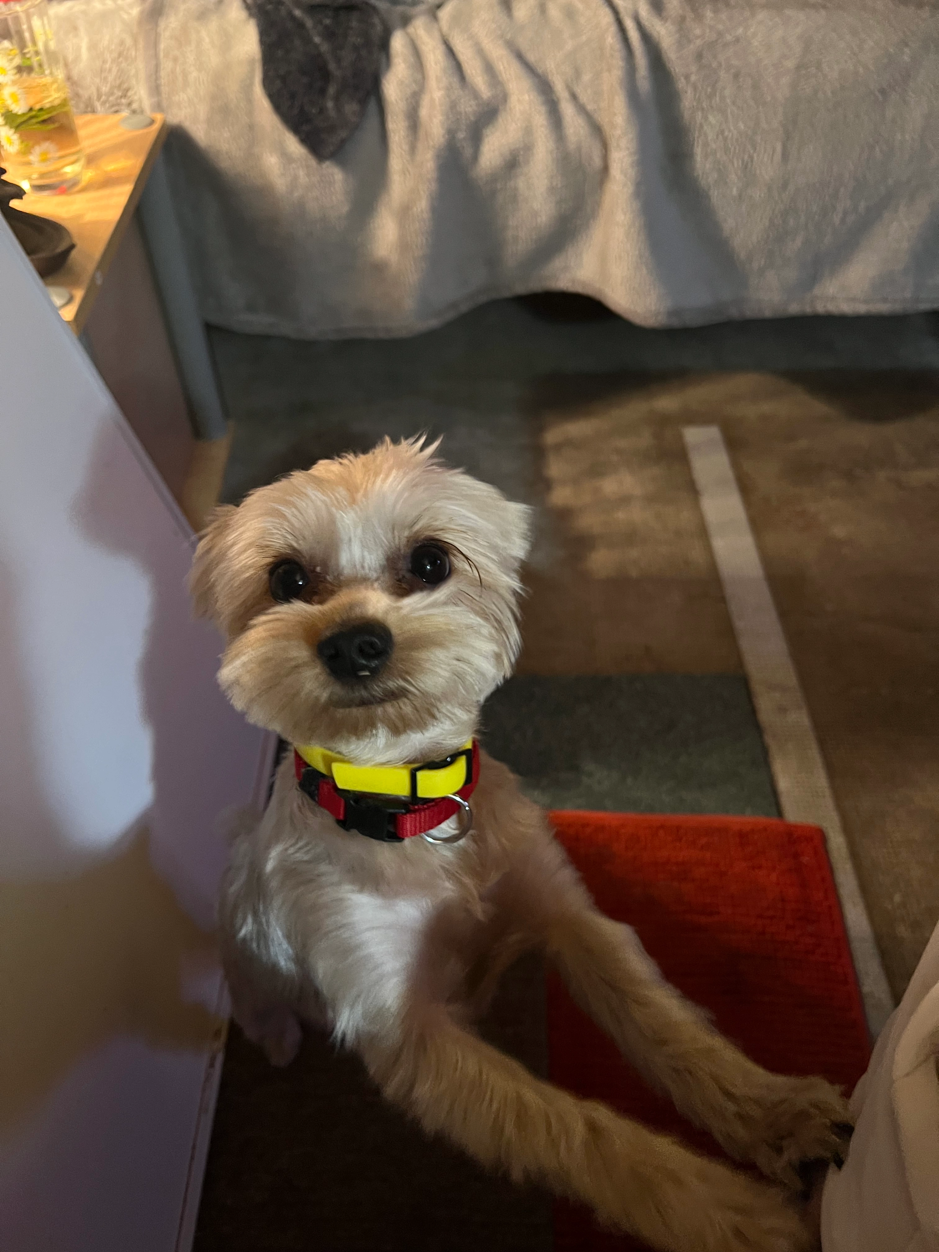 Zoé  - Avenue Châteaubriand, Mézy-sur-Seine