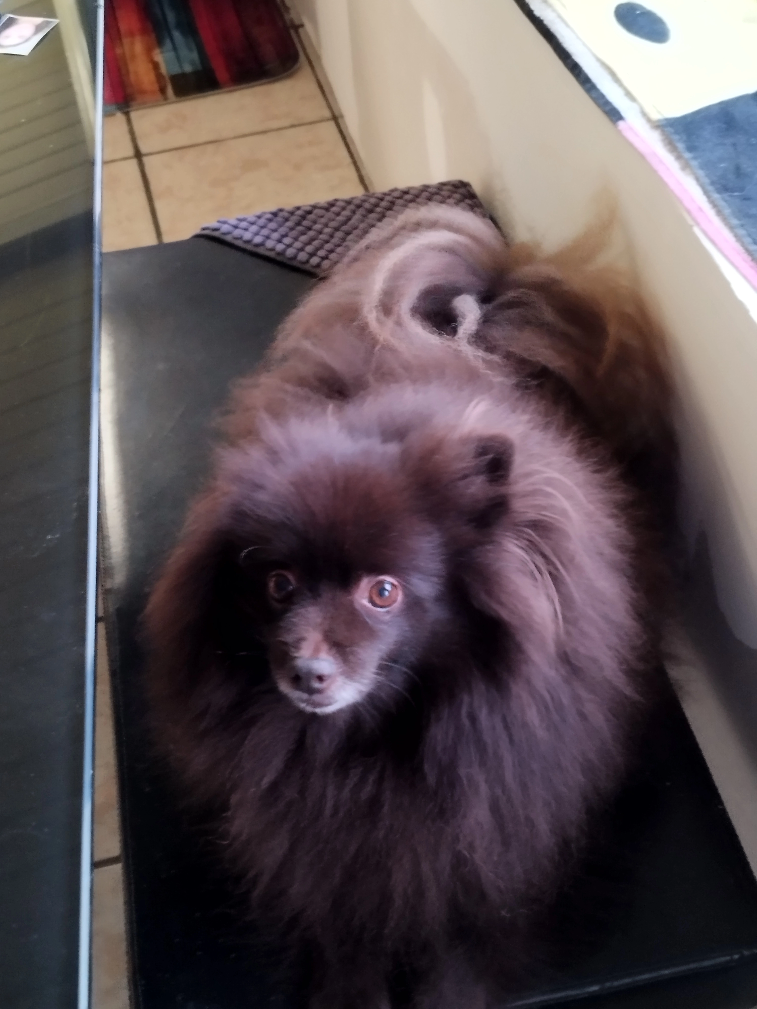 Lylang surnommé Saphir  - Route Forestière de la Chénesse, Montfiquet