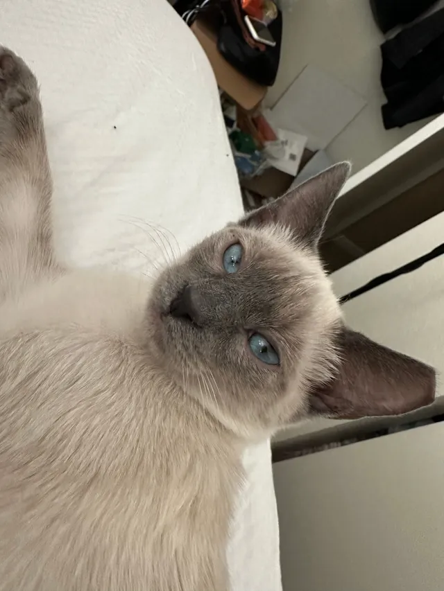 Coco - 2020 Red Dr, Reno