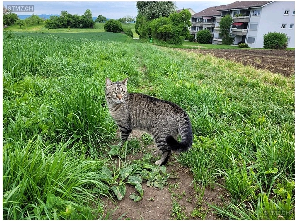 Bounty - Stafflerstrasse, Bremgarten