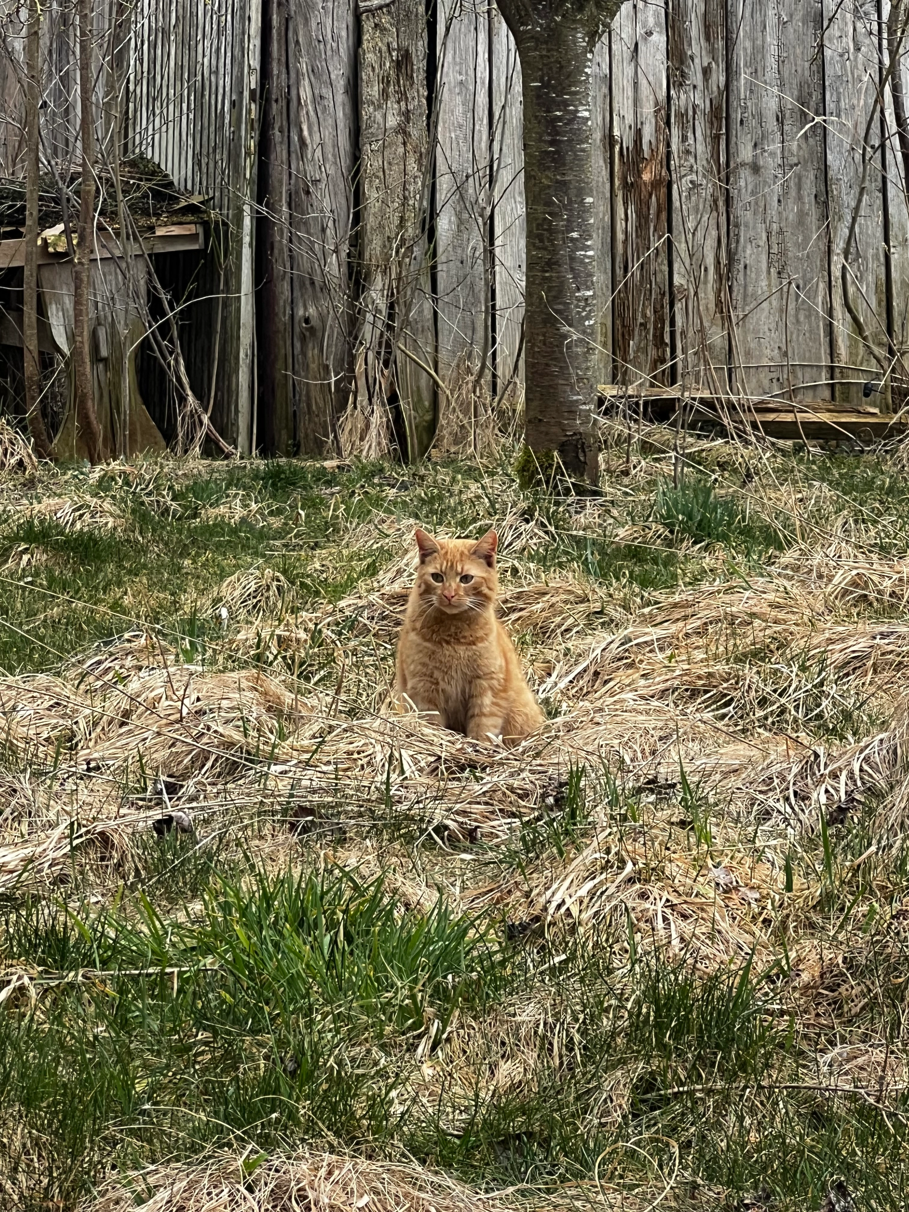 Kitty - 34431, Marsberg