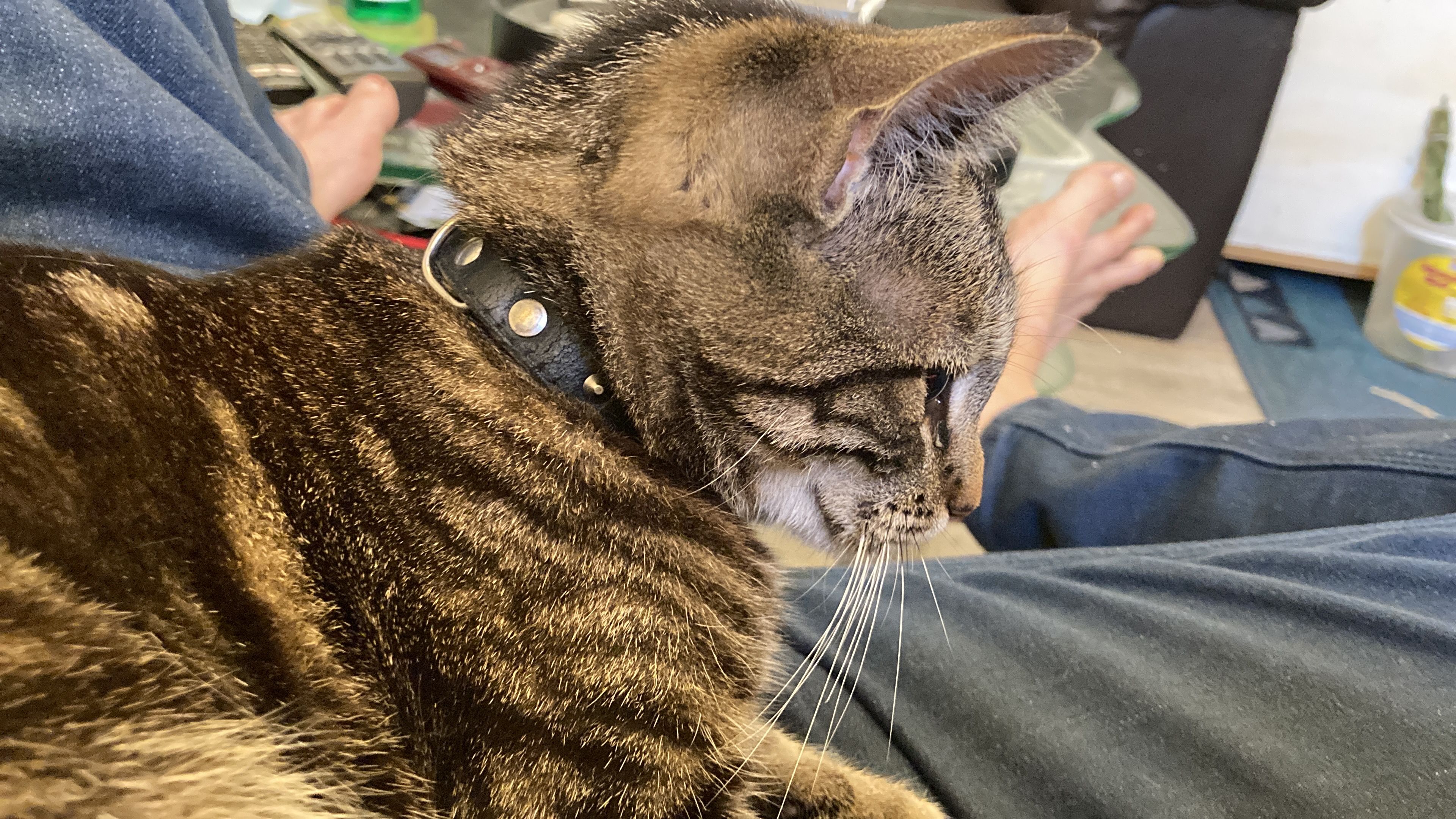 Mauz mauz  - Knieperdamm, Stralsund