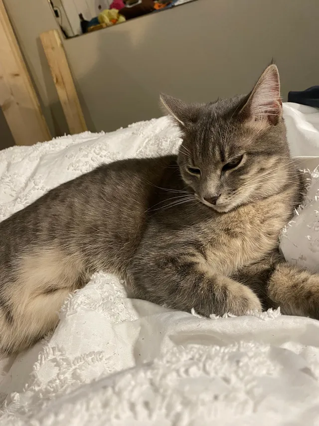 Binx - 113 Twinwood Ct, Jacksonville