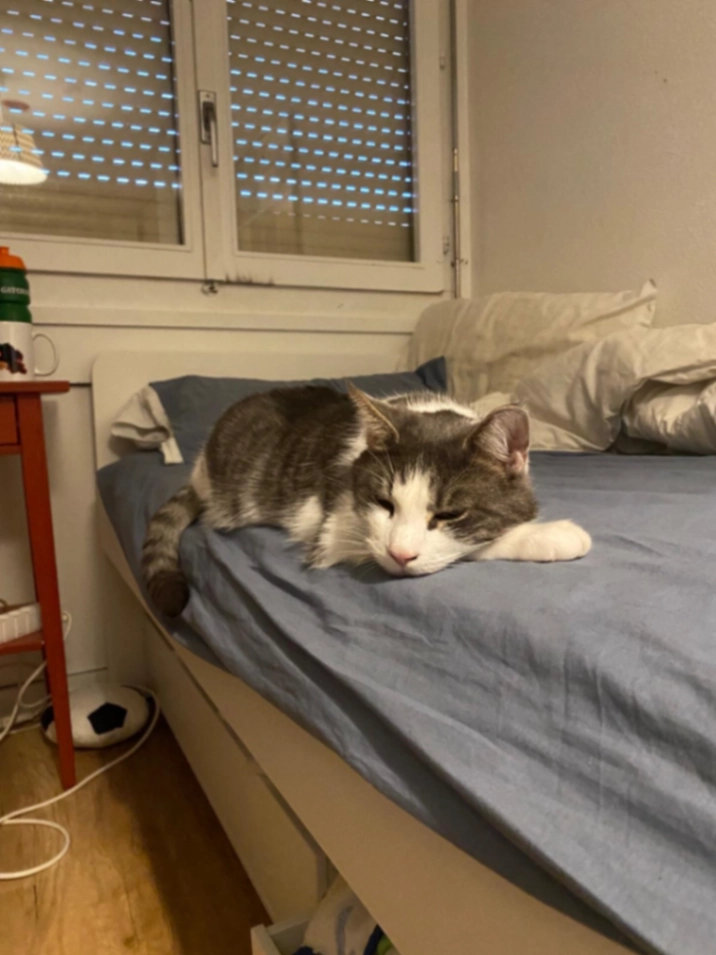 Teddy - Chemin de Planta 19, Cologny