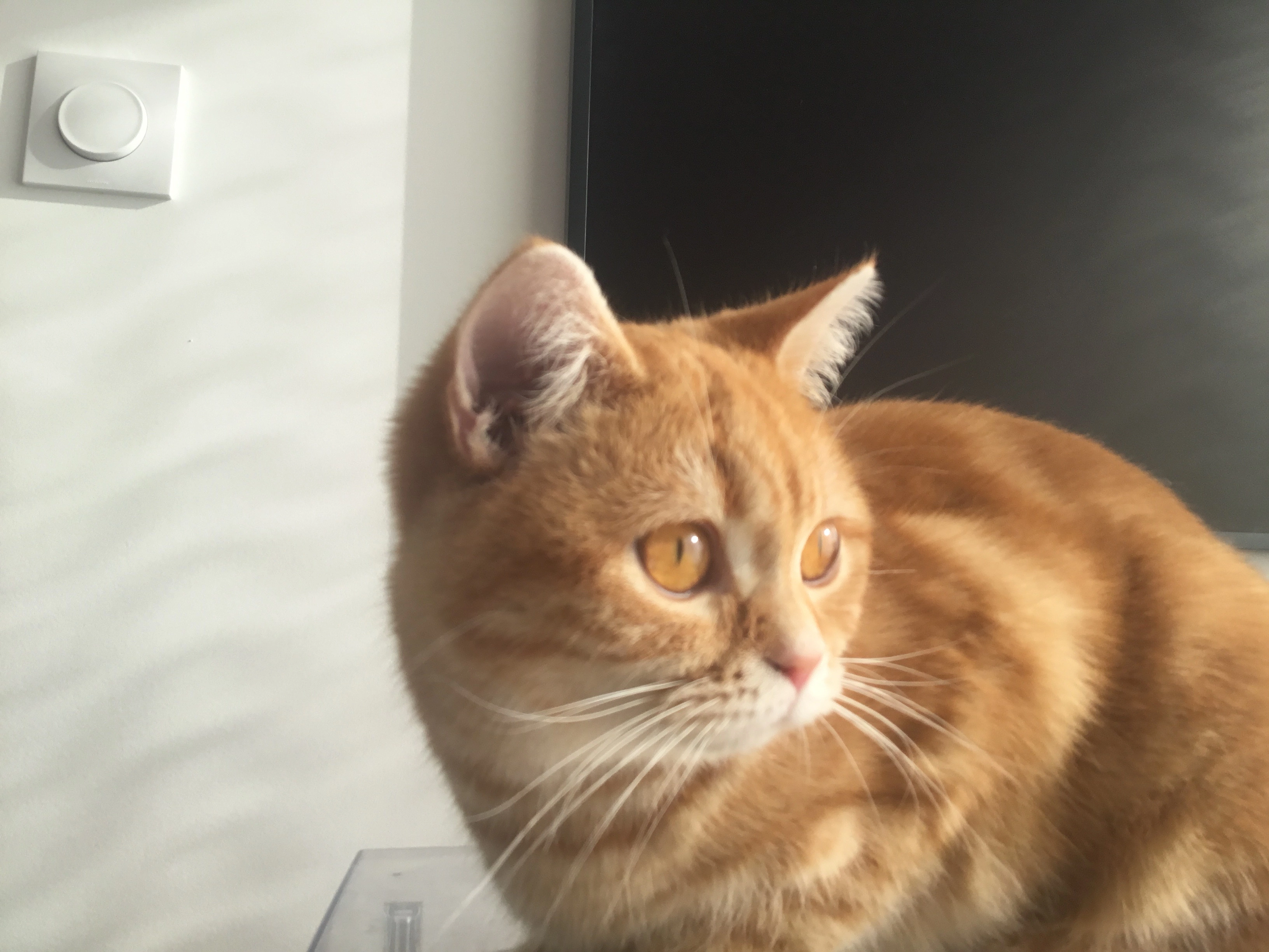 Chipie - 41 Avenue de la Pierre Percée, La Baule-Escoublac