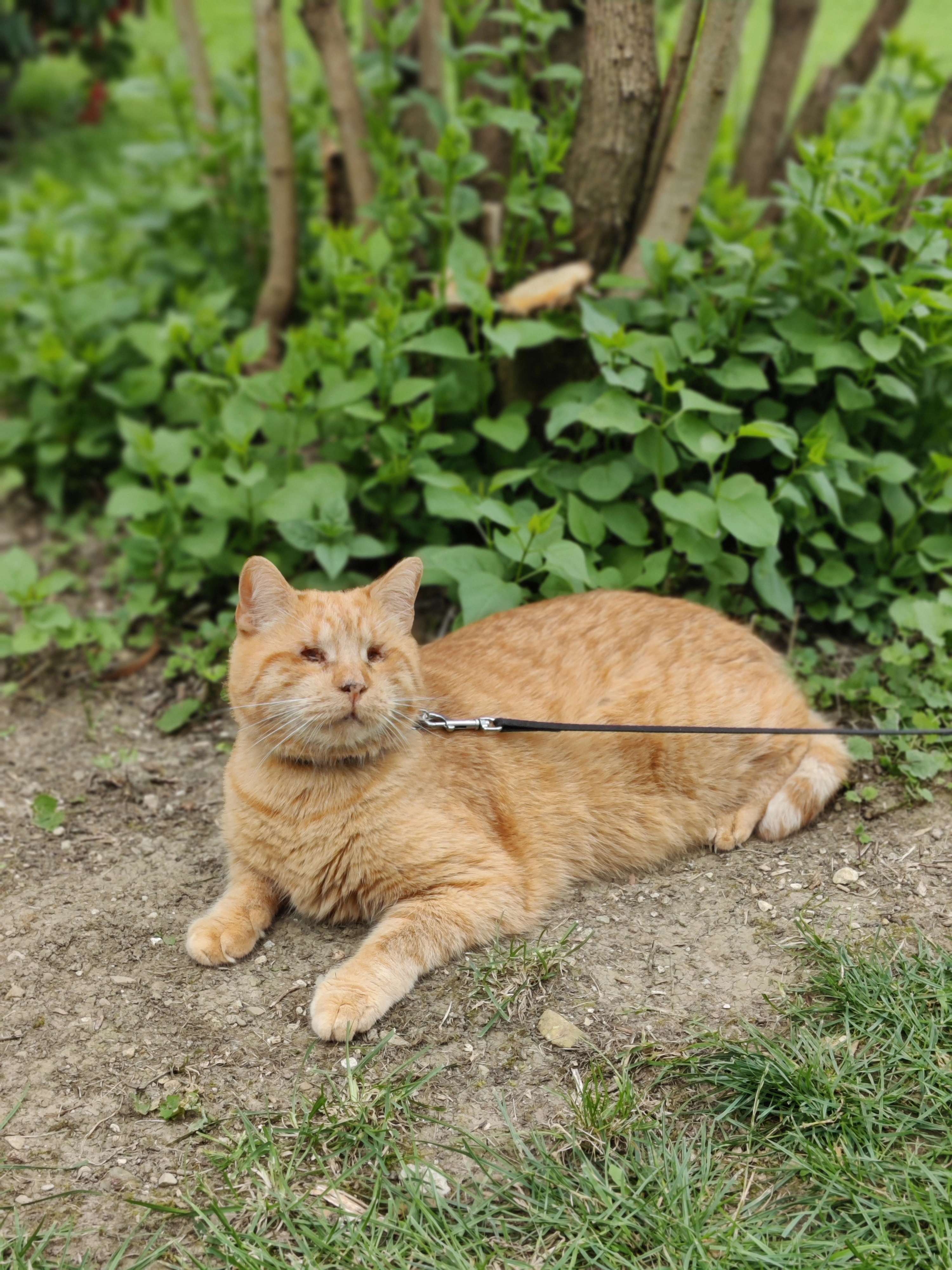Maxi - Kollersberg, Seitenstetten