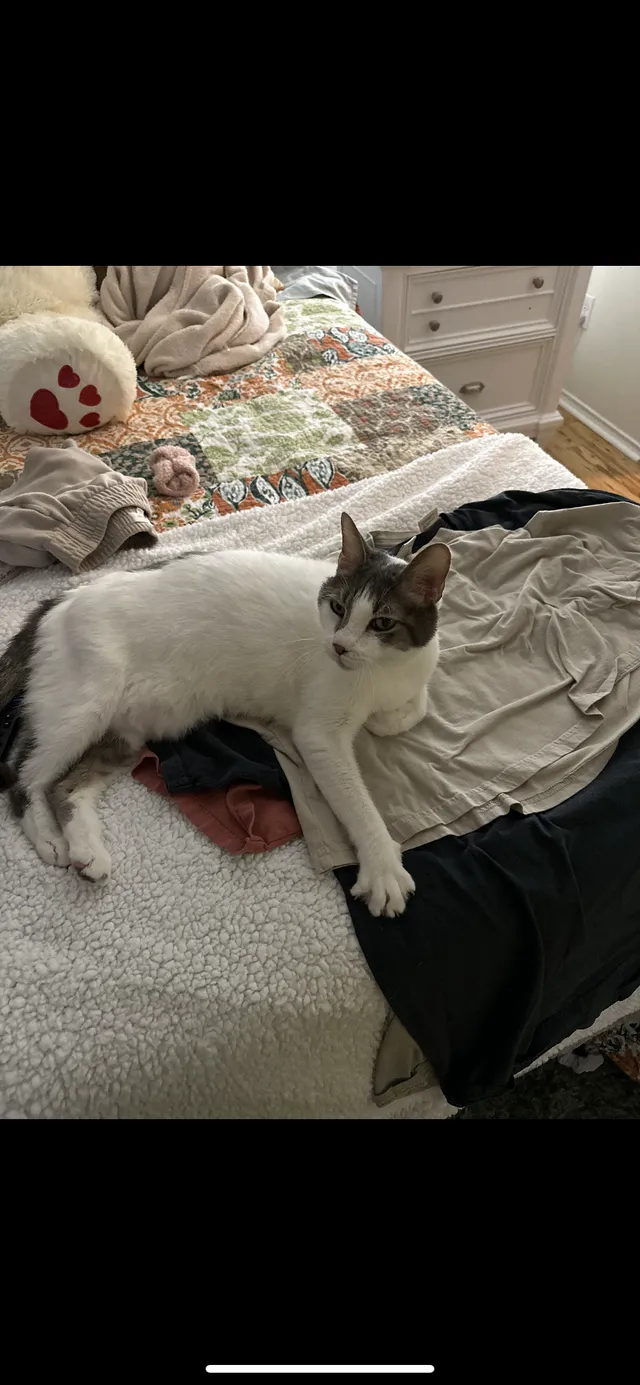 Pepper - Blairview Lane, Austin