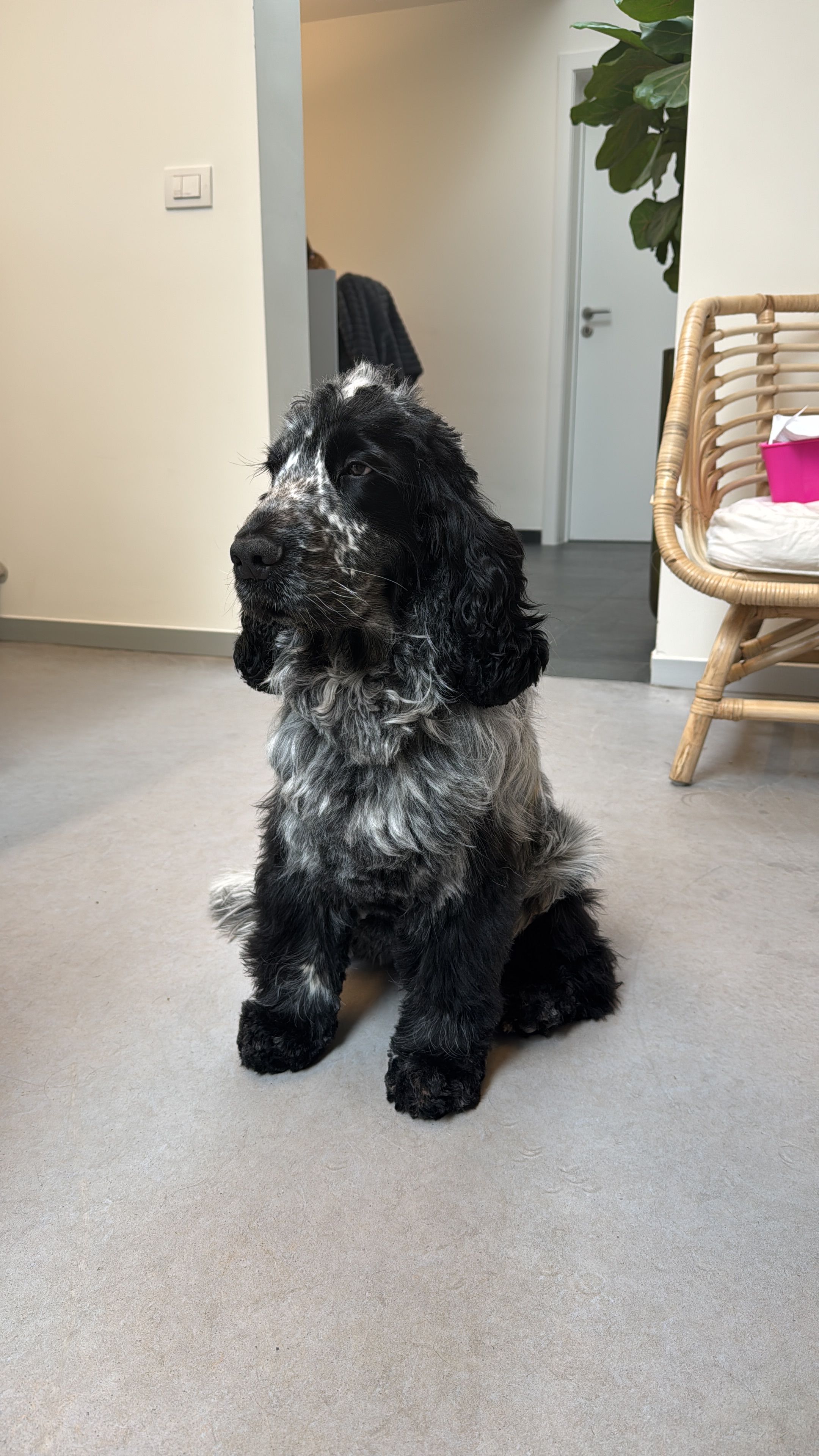 Baudouin - 354 Rue du 8 Mai 1945, Nieppe