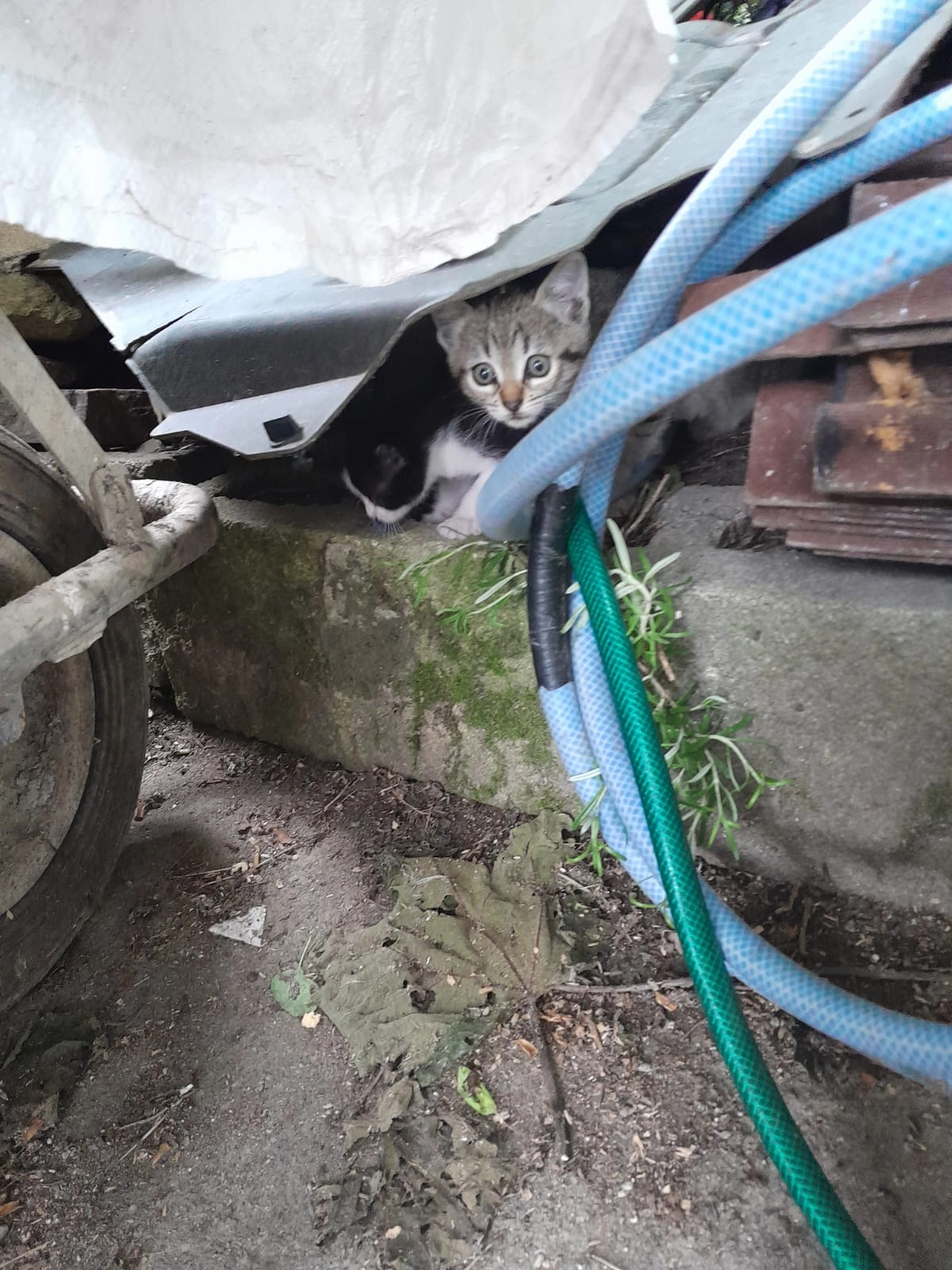 Carbón - Calle Pozu El Llaoengu, Parres