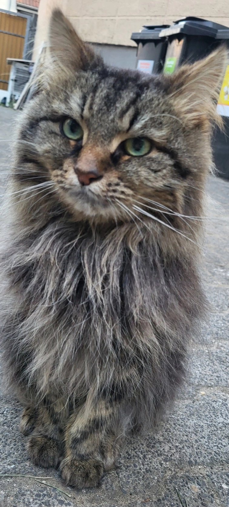 Simba - Söhnleinstraße, Wiesbaden