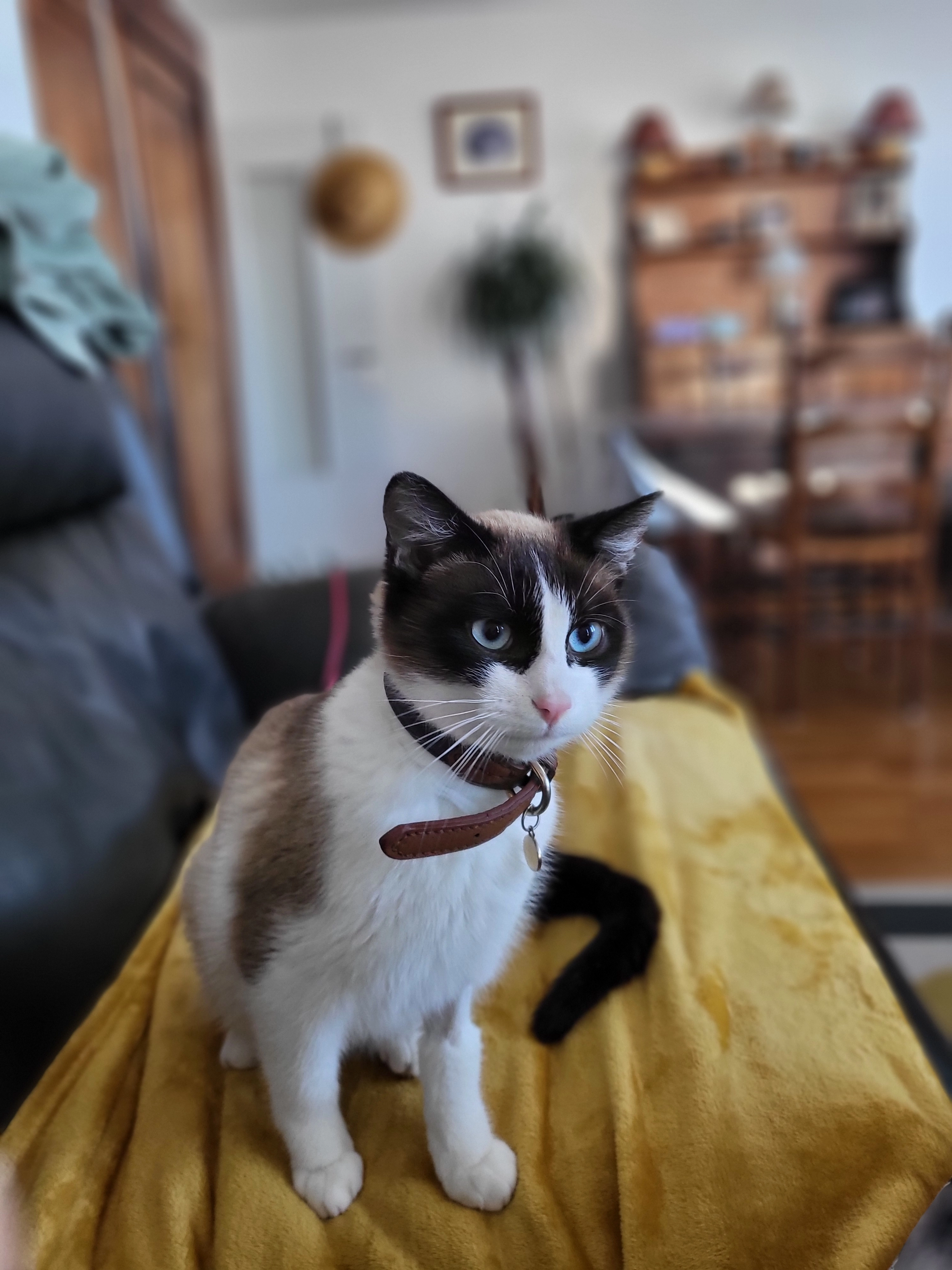 Archie - 21 Rue De Darcins, Cusset