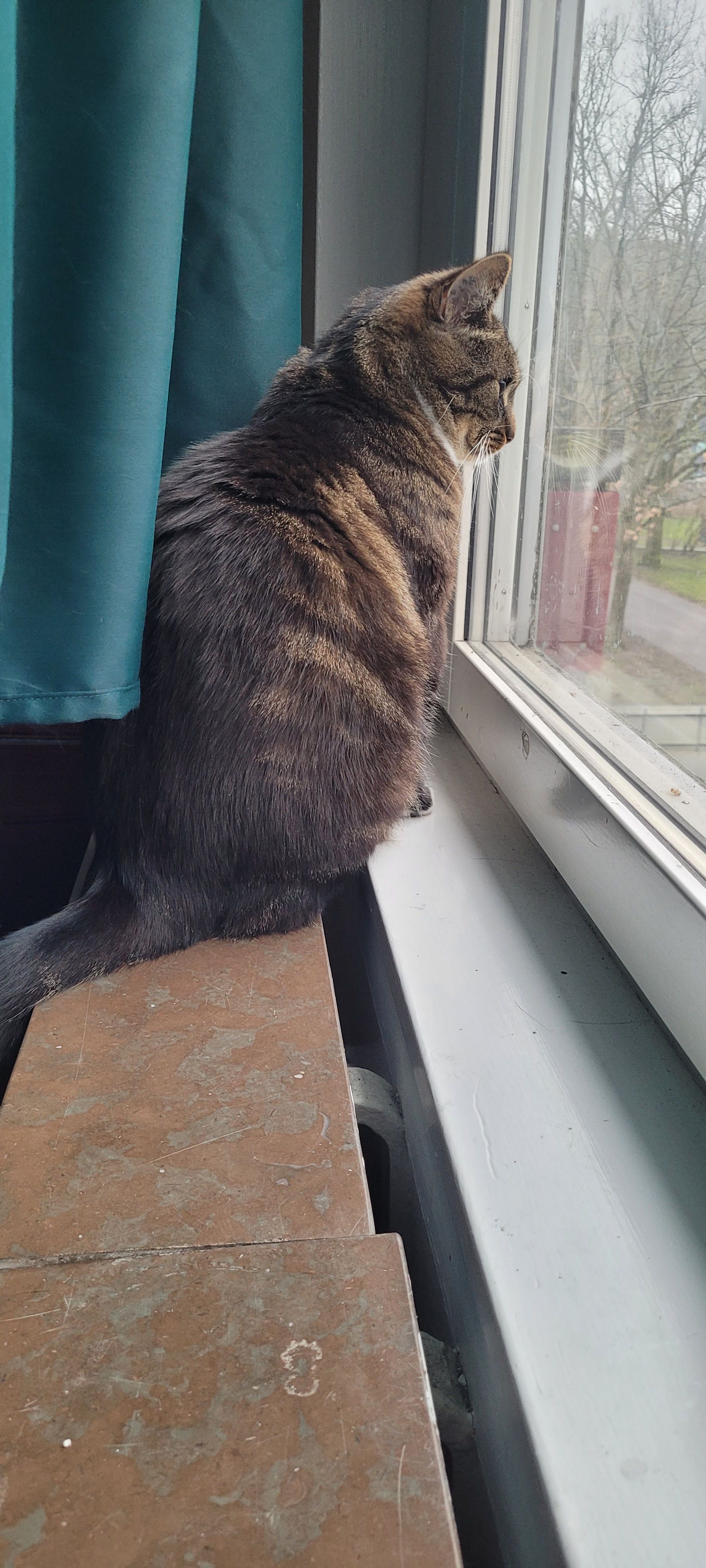 Delilah - Kämnärsvägen, Lund