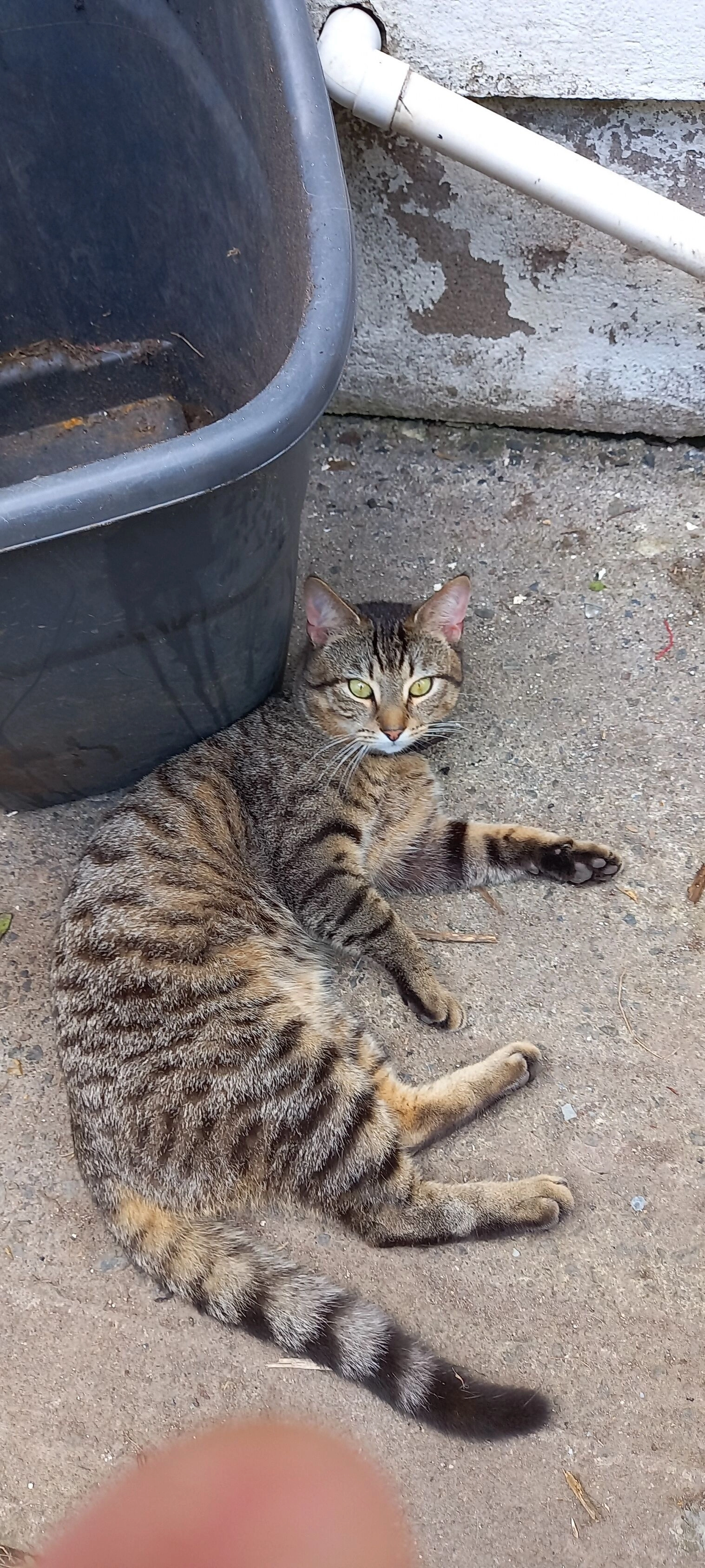 Foxy - L7013, Clonea