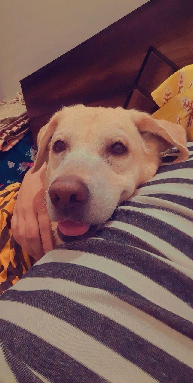 Tuffy - Sector 15, Panchkula