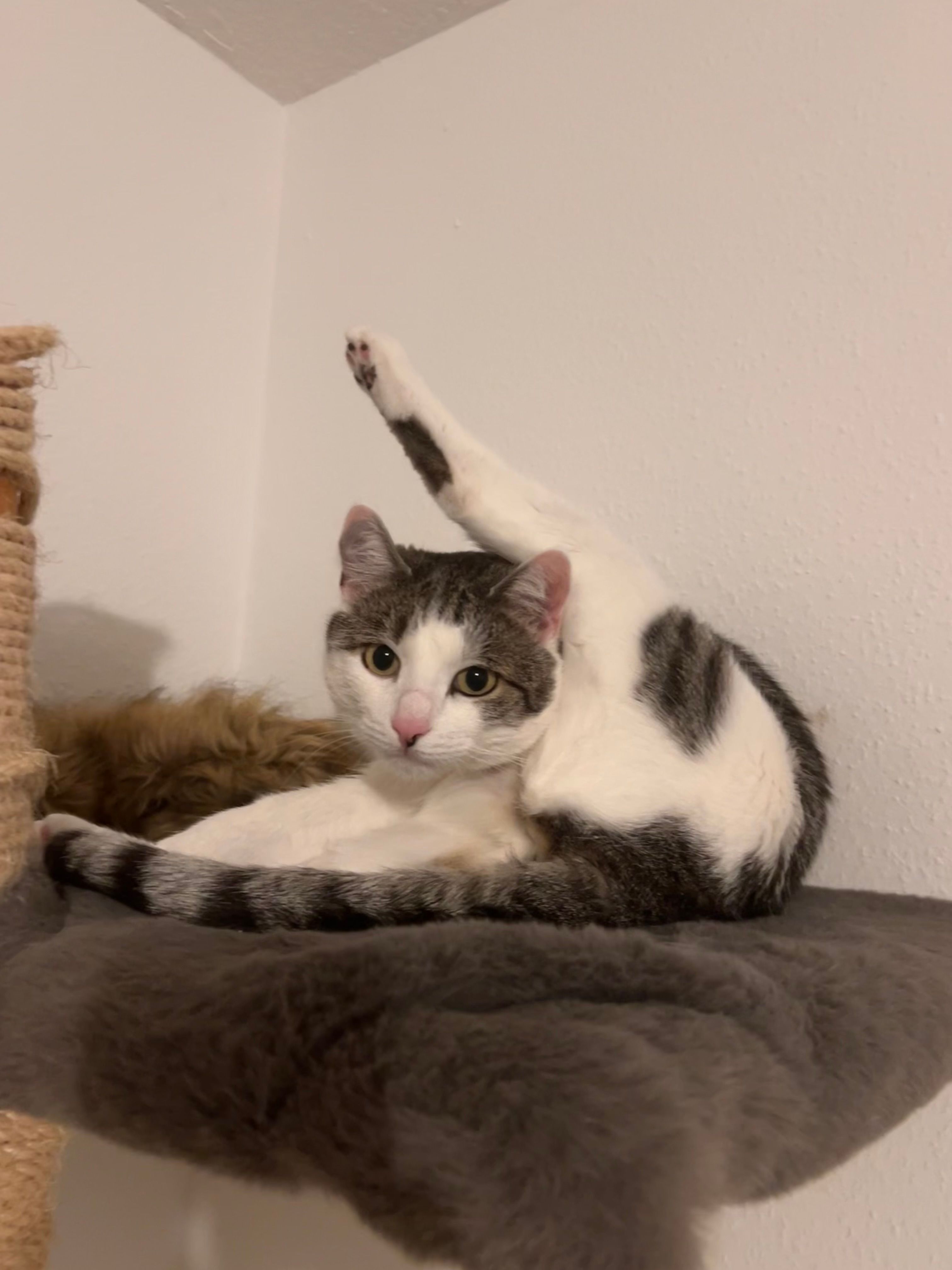 Coco - Sunthaimstraße, Ravensburg