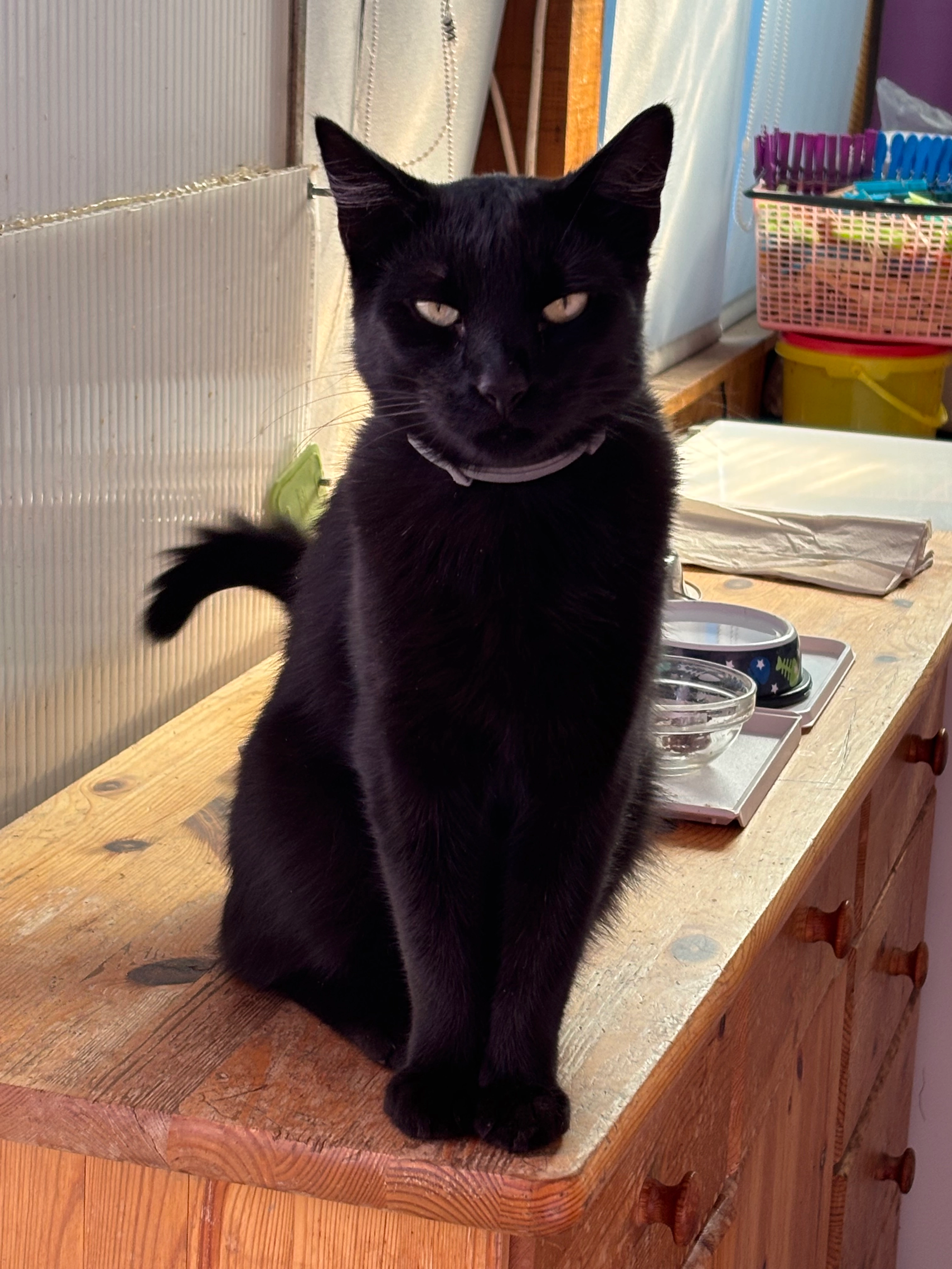 Paulchen  - Alte Werdauer Straße, Torgau