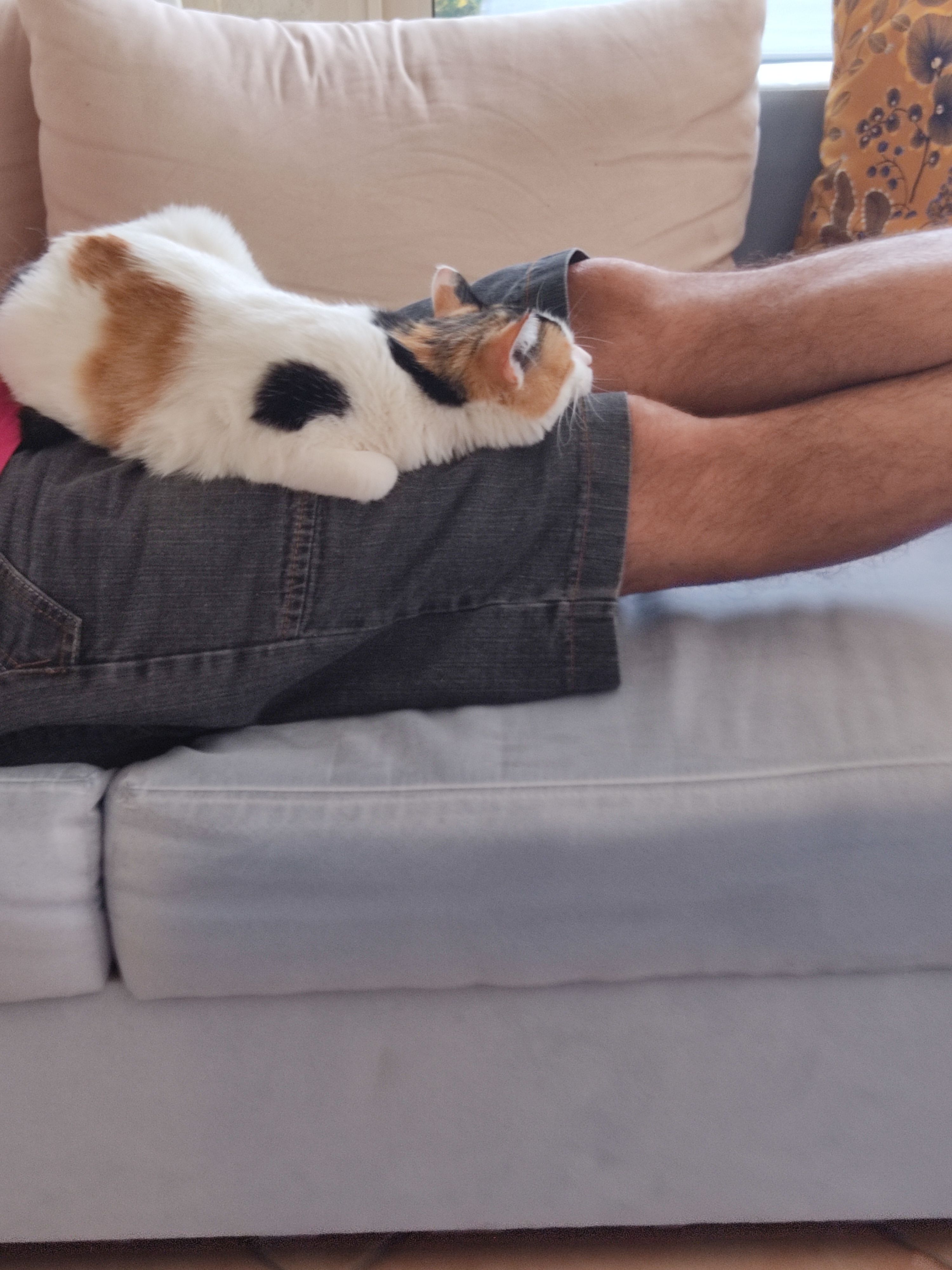 Cookie  - Rue De La Terrière, Boulogne-la-Grasse