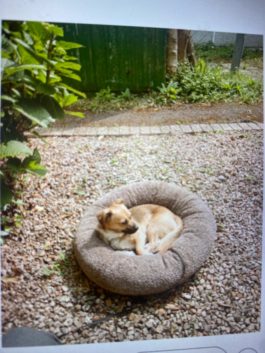 Pippin - Dominick Street Upper, Galway