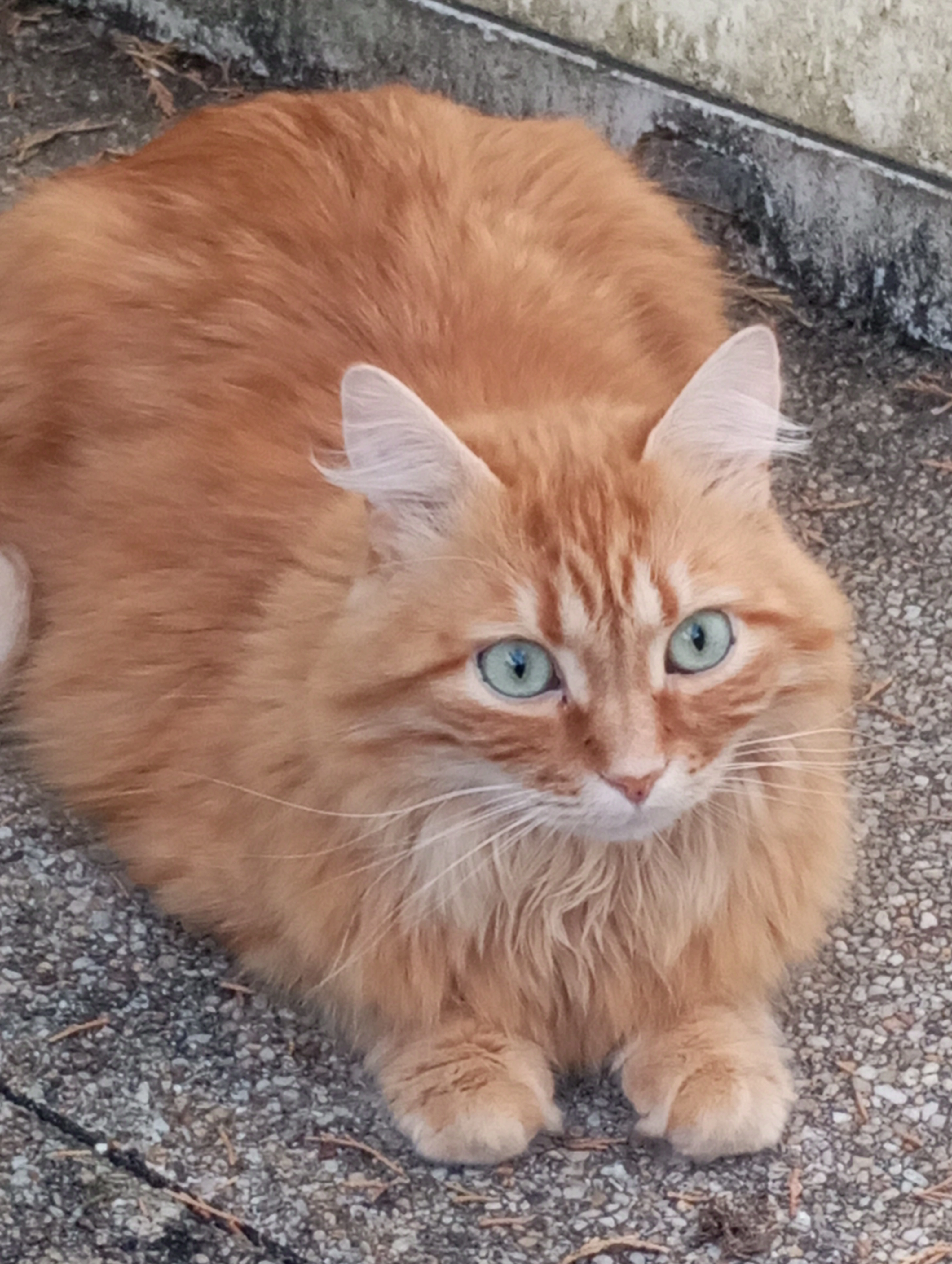 Gypsy  - Rue Du Chemin Bessier, Jargeau